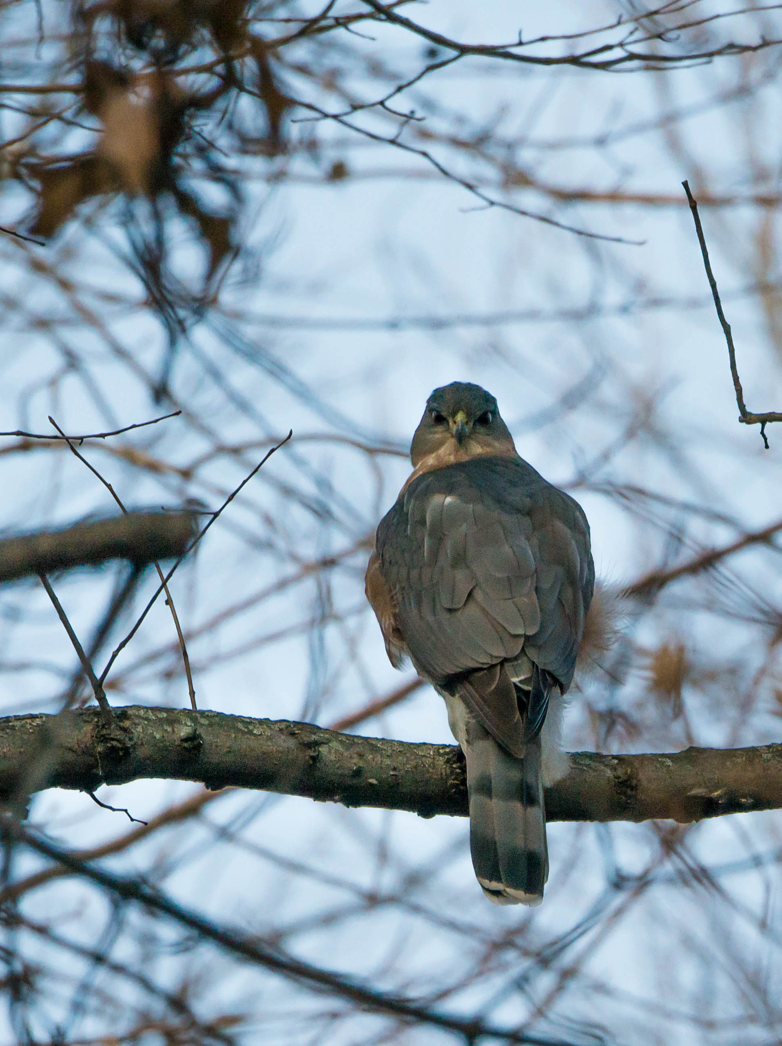 Nikon D800E sample photo. Cooper's hawk photography