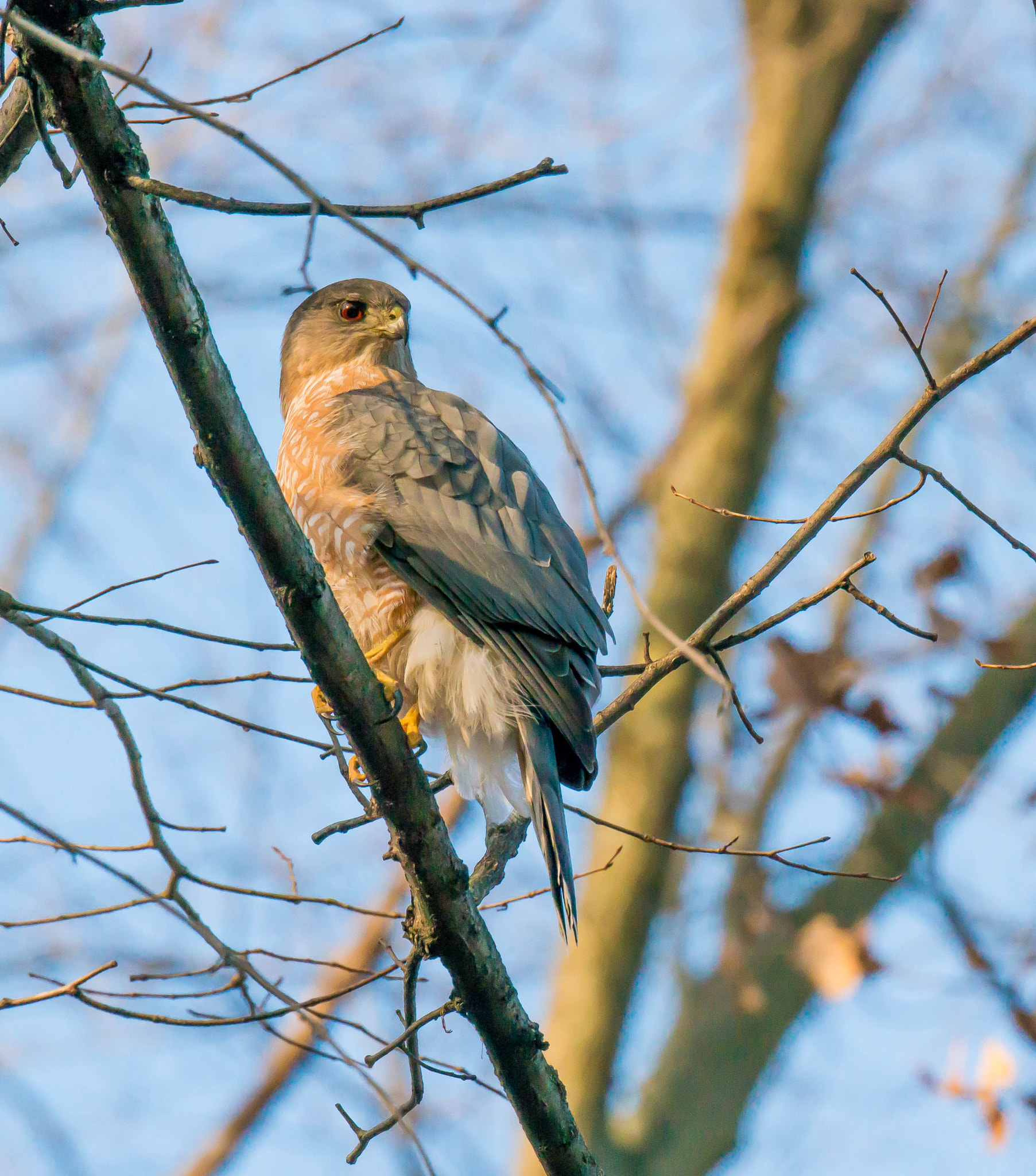 Nikon D800E sample photo. Cooper's hawk photography