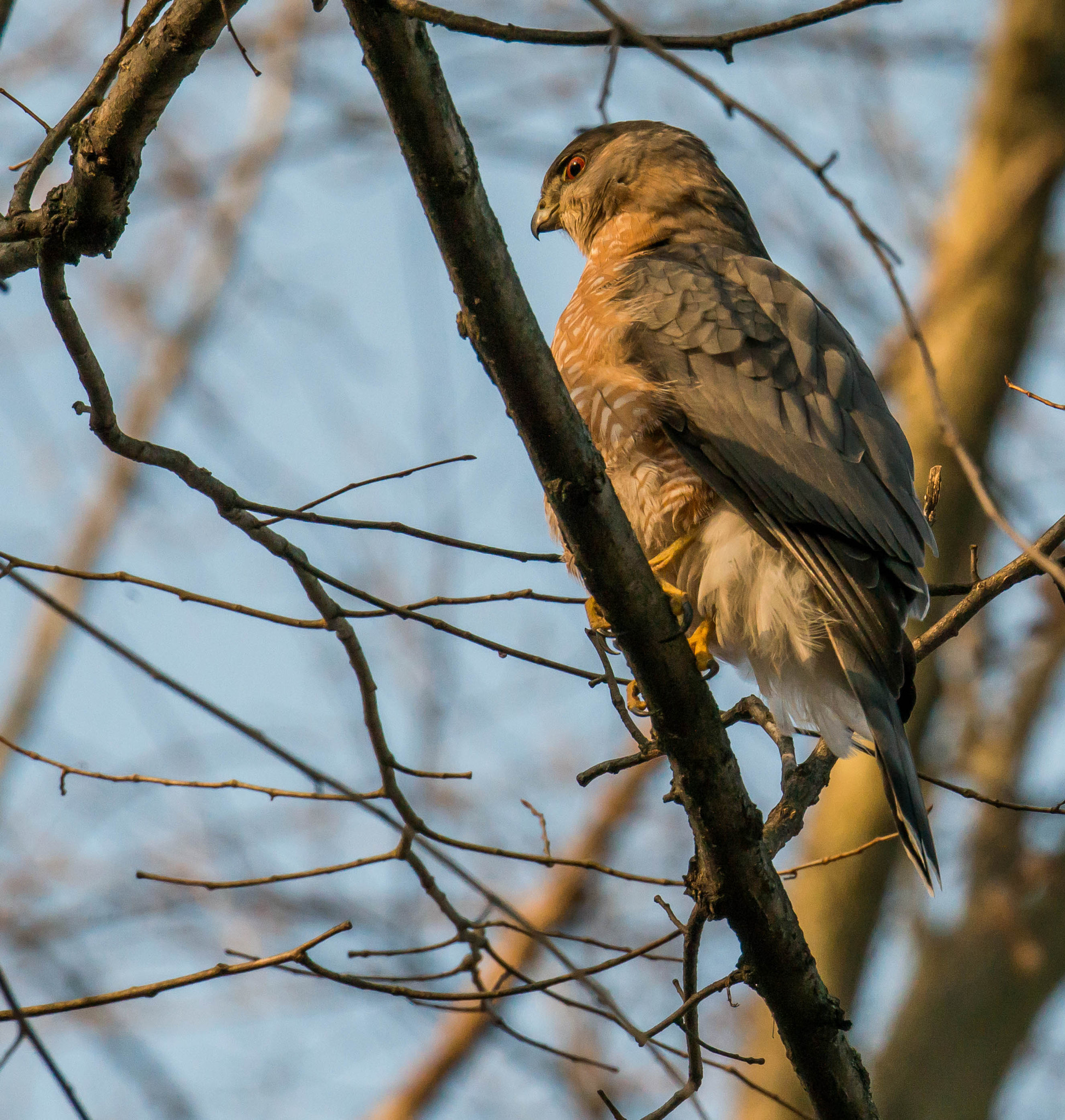 Nikon D800E sample photo. Cooper's hawk photography
