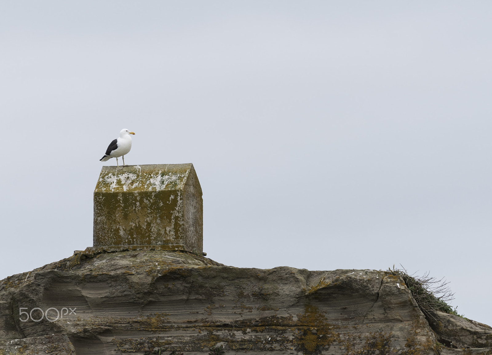Sigma 150-600mm F5-6.3 DG OS HSM | C sample photo. Mocha island, un paraíso escondo. photography