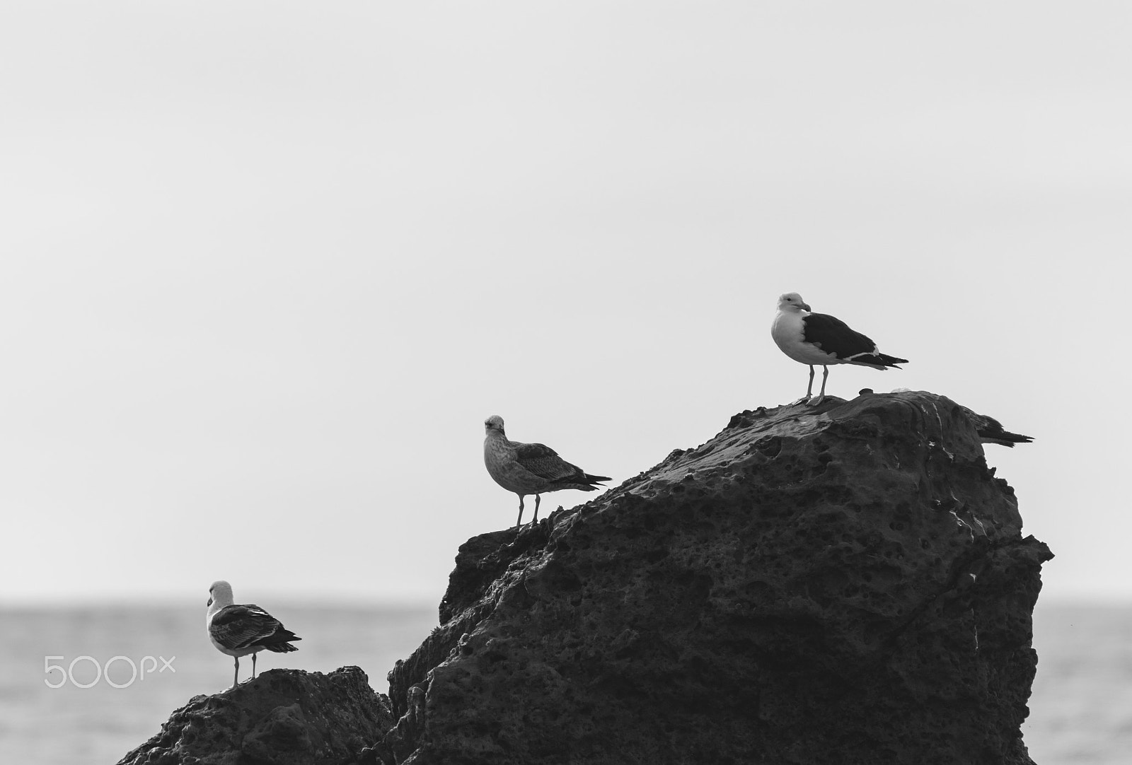 Sigma 150-600mm F5-6.3 DG OS HSM | C sample photo. Mocha island, un paraíso escondo. photography