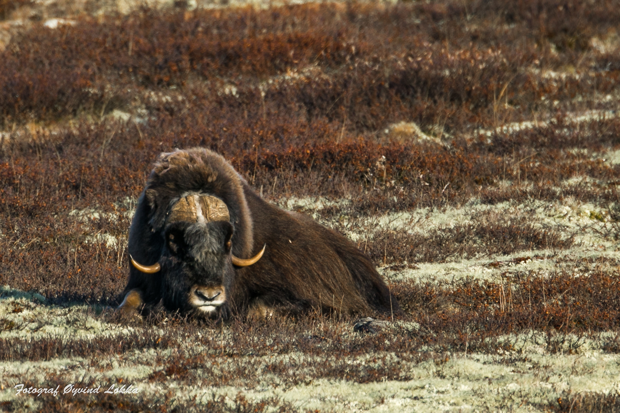 Canon EF 500mm F4L IS USM sample photo. Muskox photography