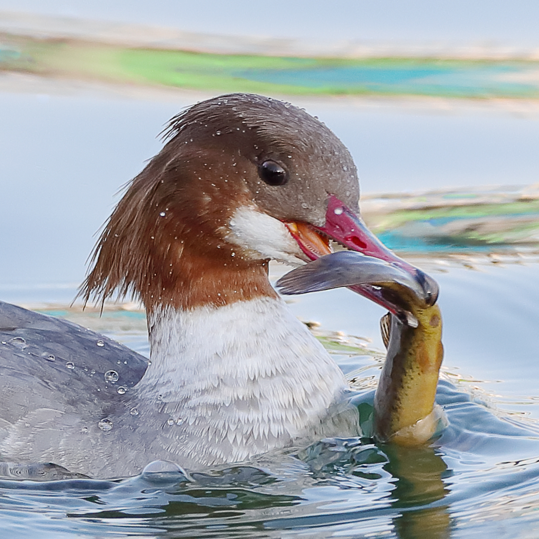 Canon EOS-1D X Mark II + Canon EF 800mm F5.6L IS USM sample photo