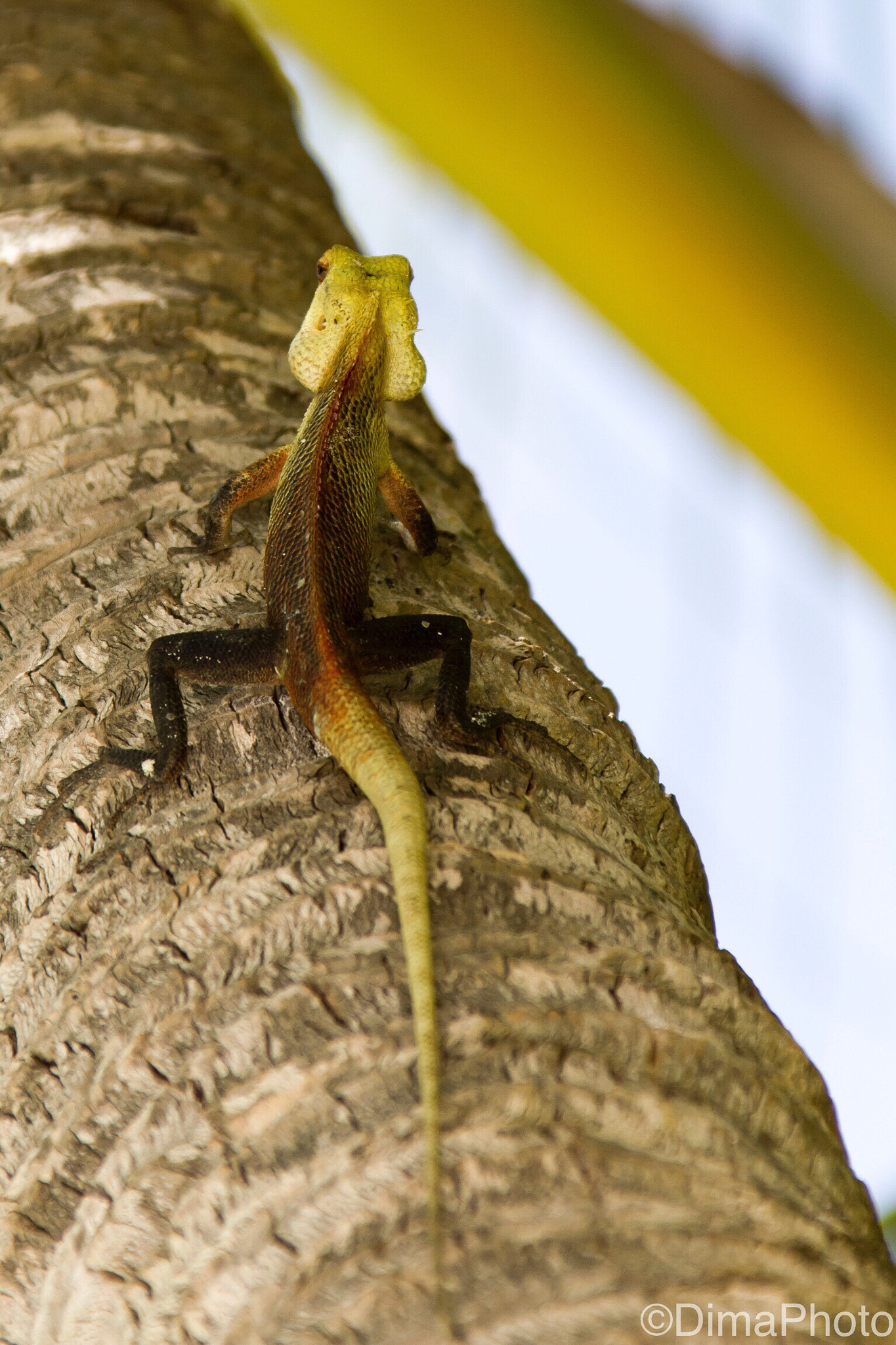 Canon EF 28-300mm F3.5-5.6L IS USM sample photo. Lizard curve's photography