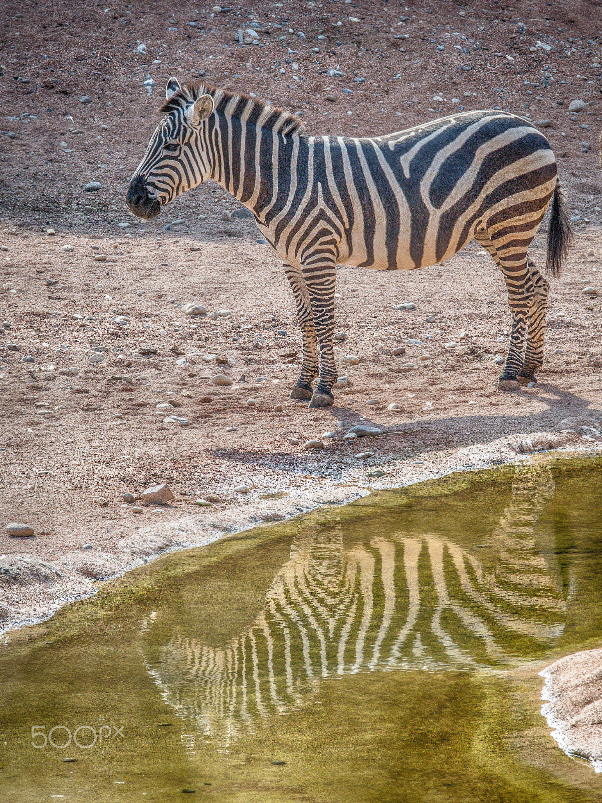 Nikon D7200 sample photo. Zebra photography