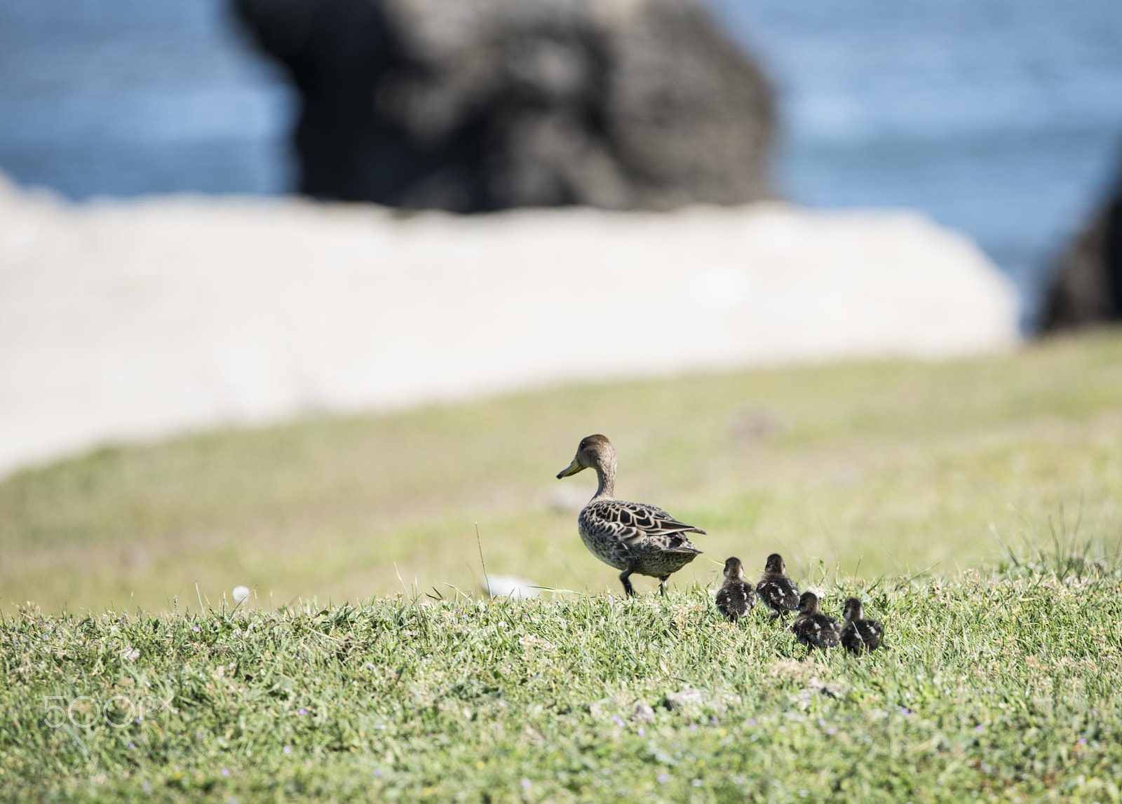 Sigma 150-600mm F5-6.3 DG OS HSM | C sample photo. Mocha island, un paraíso escondo. photography