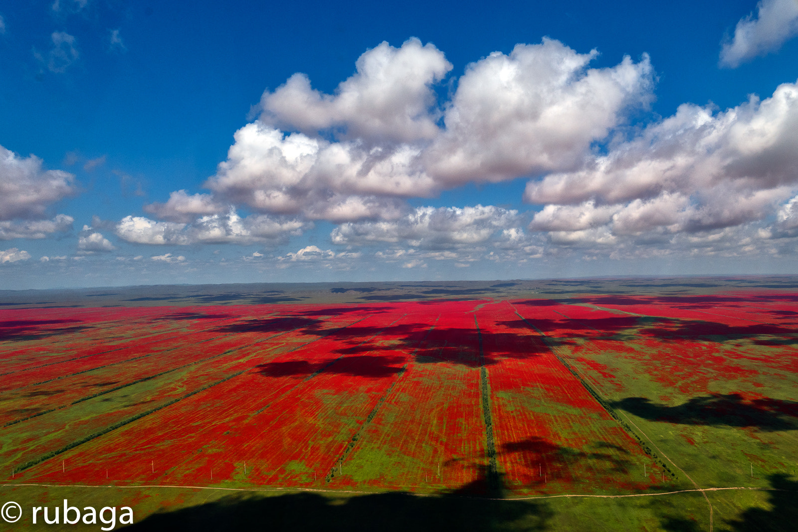 VARIO-ELMARIT 1:2.8-4.0/24-90mm ASPH. OIS sample photo. Poppy fields photography