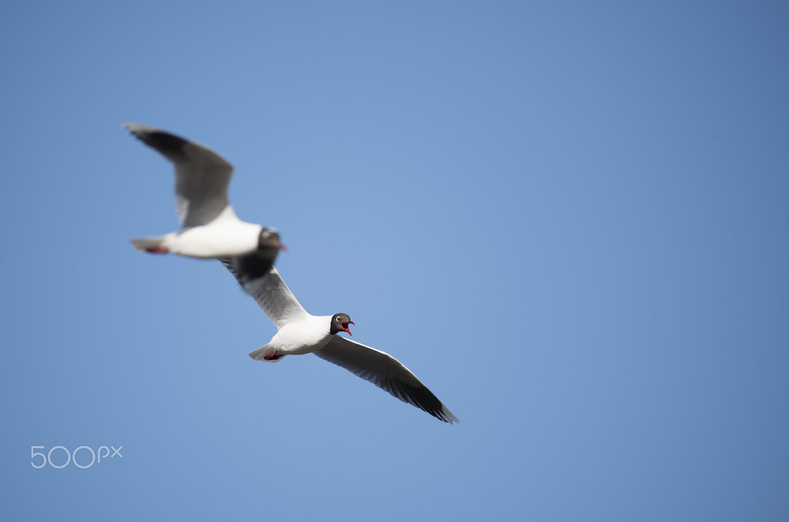 Sigma 150-600mm F5-6.3 DG OS HSM | C sample photo. Mocha island, un paraíso escondo. photography