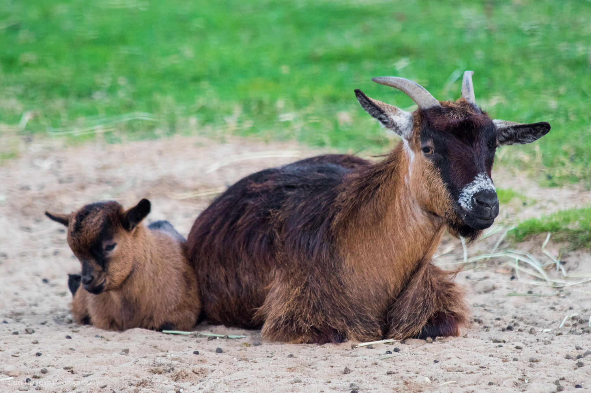 Canon EF 70-300mm F4-5.6 IS USM sample photo. Goat photography