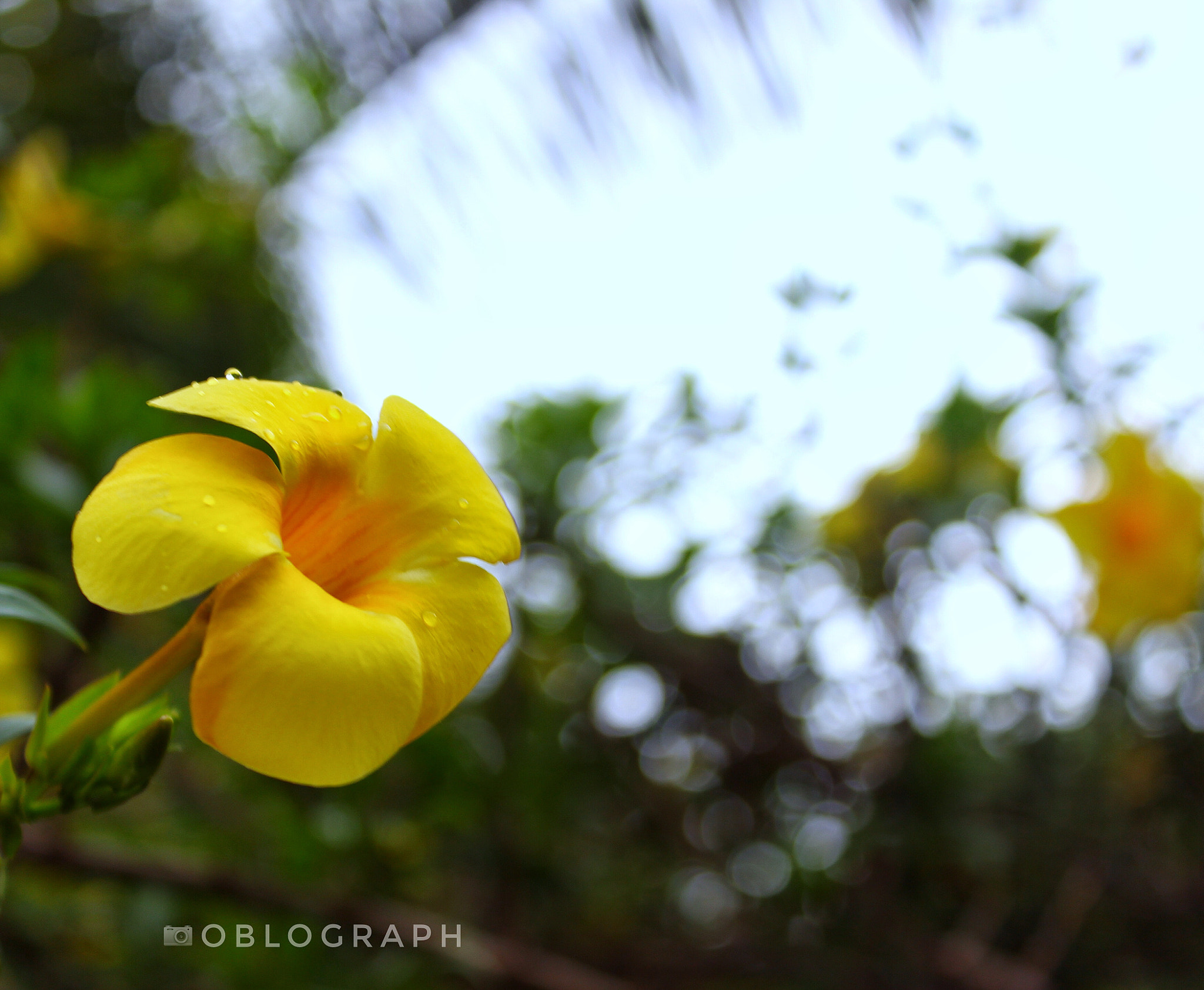 Canon EOS 600D (Rebel EOS T3i / EOS Kiss X5) + Canon EF-S 18-55mm F3.5-5.6 IS II sample photo. Behind my home photography