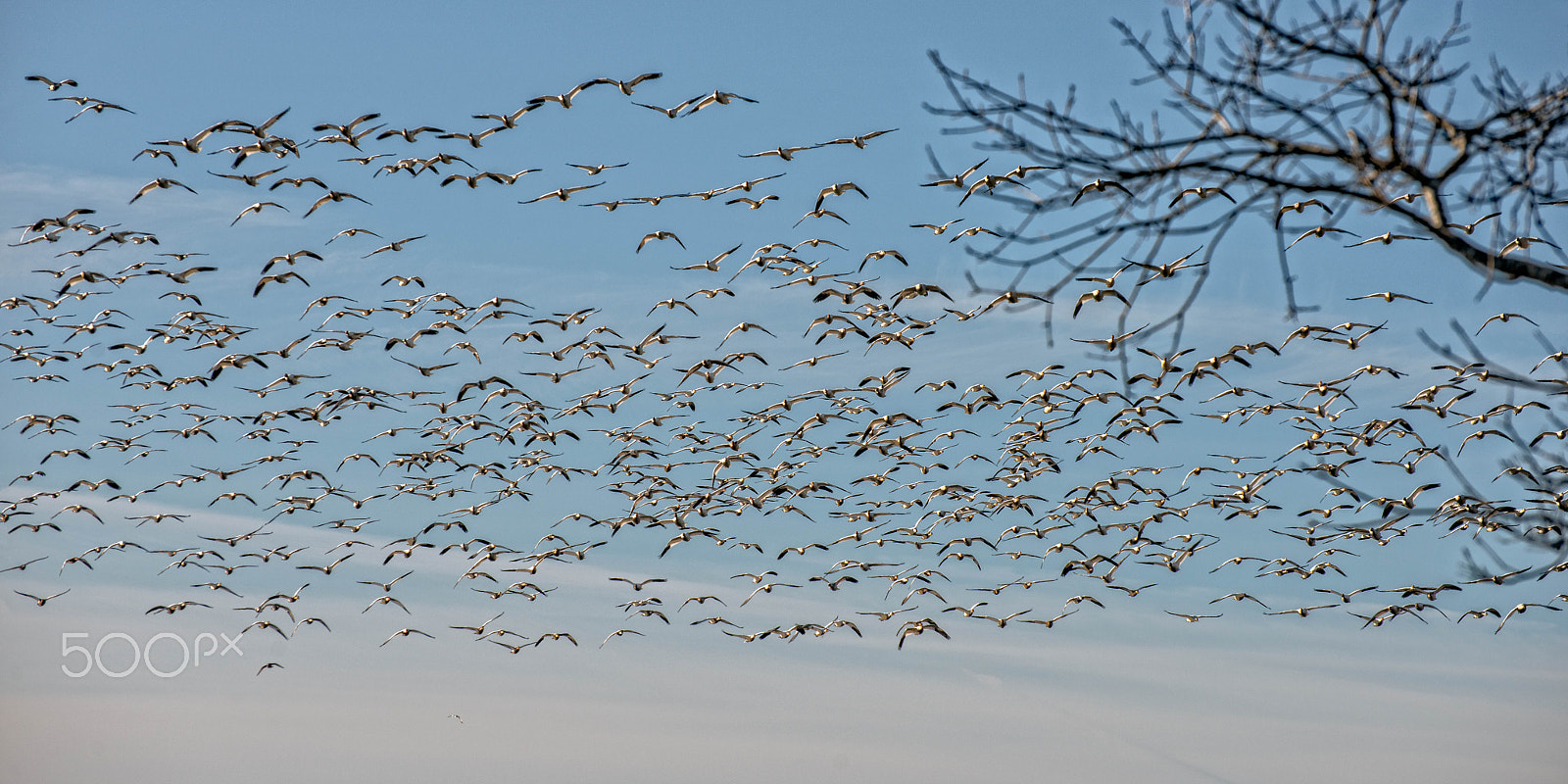 Nikon D800 sample photo. Snow geese photography