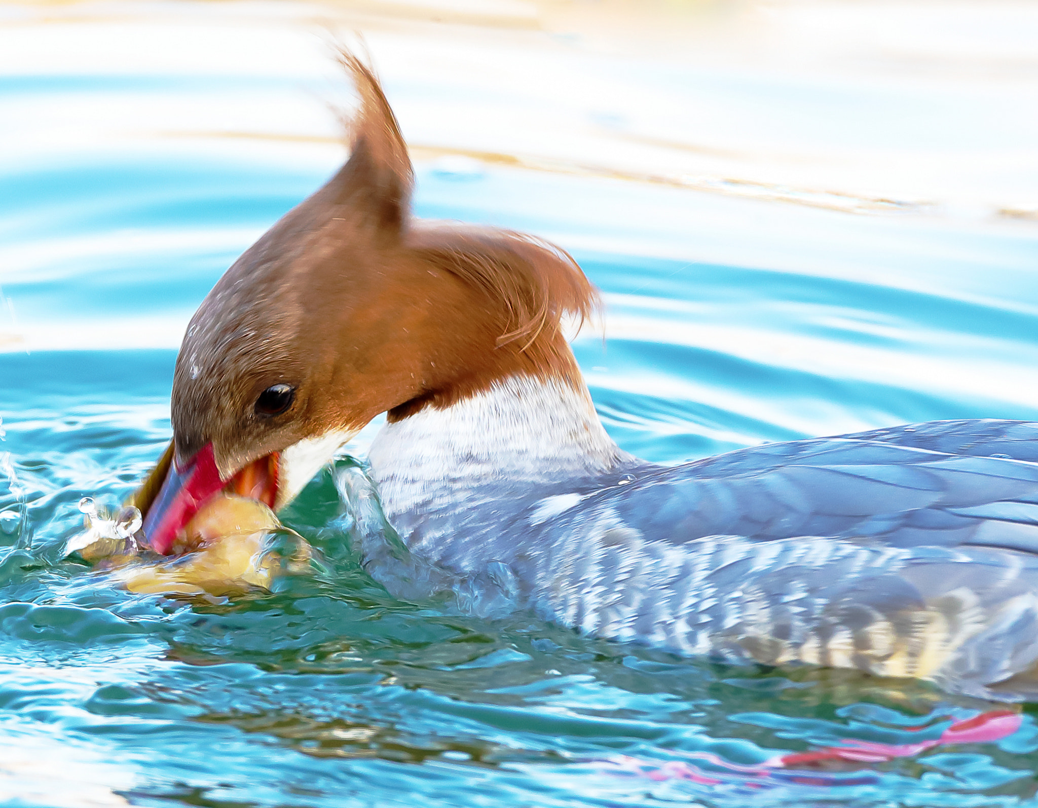 Canon EOS-1D X Mark II + Canon EF 800mm F5.6L IS USM sample photo