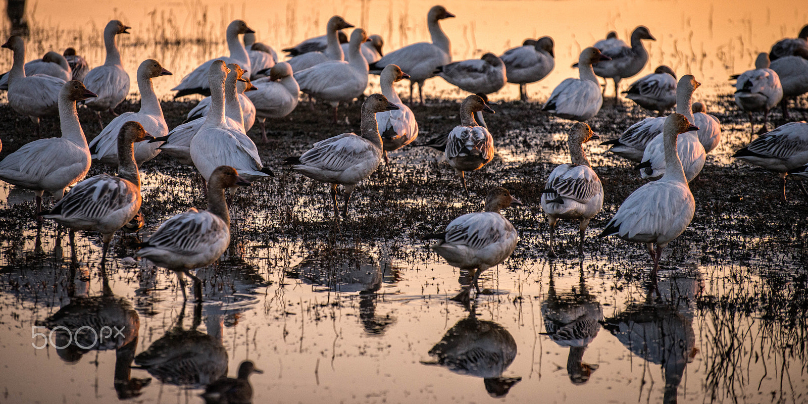 Nikon D800 sample photo. Snow geese photography