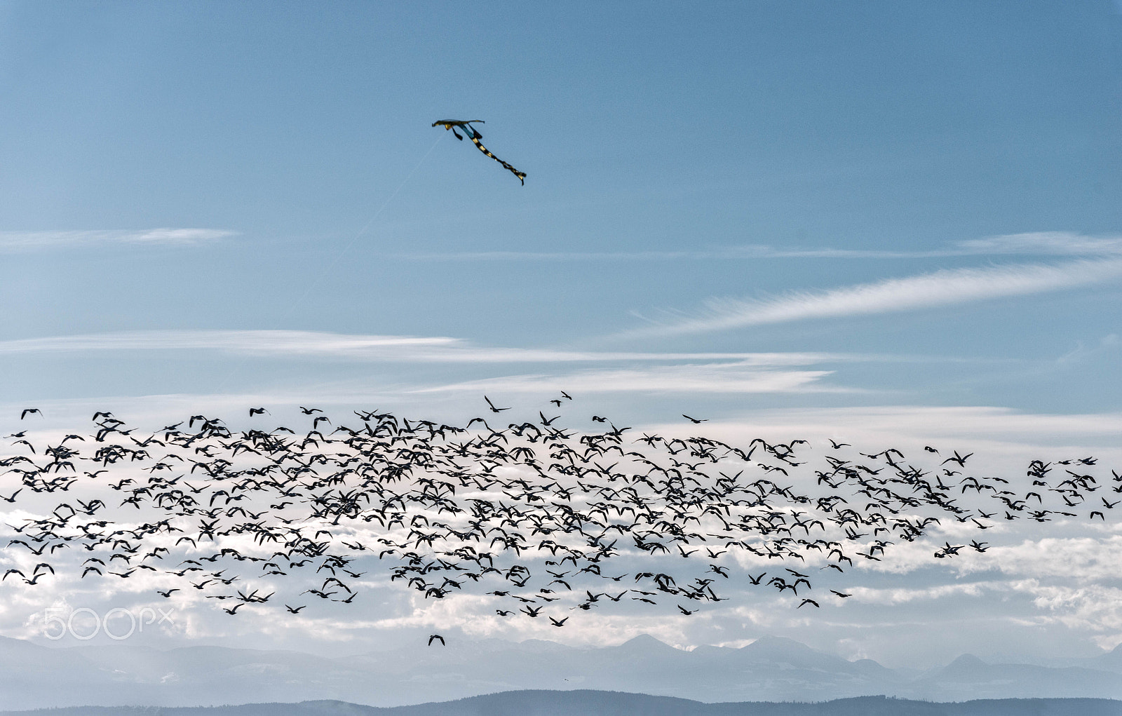Nikon D800 sample photo. More than one kite photography