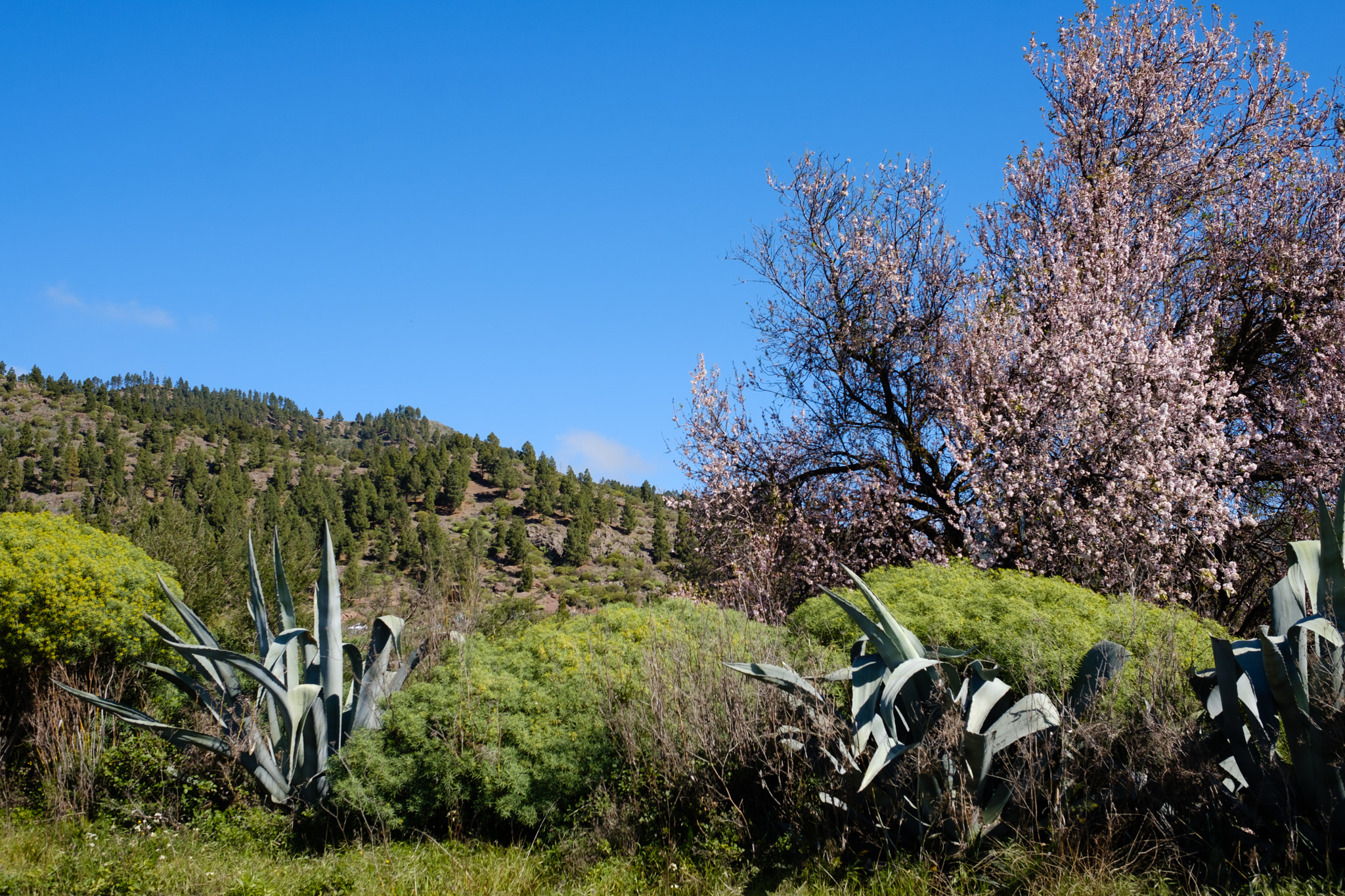 Fujifilm X-Pro2 + Fujifilm XF 23mm F1.4 R sample photo. Teneriffa photography