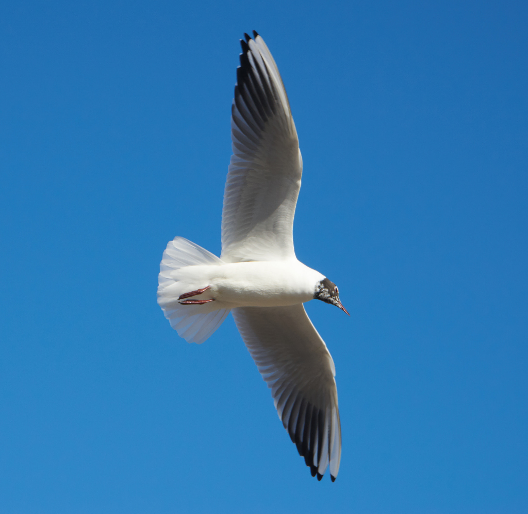 Sony a6000 sample photo. Seagull in flight photography