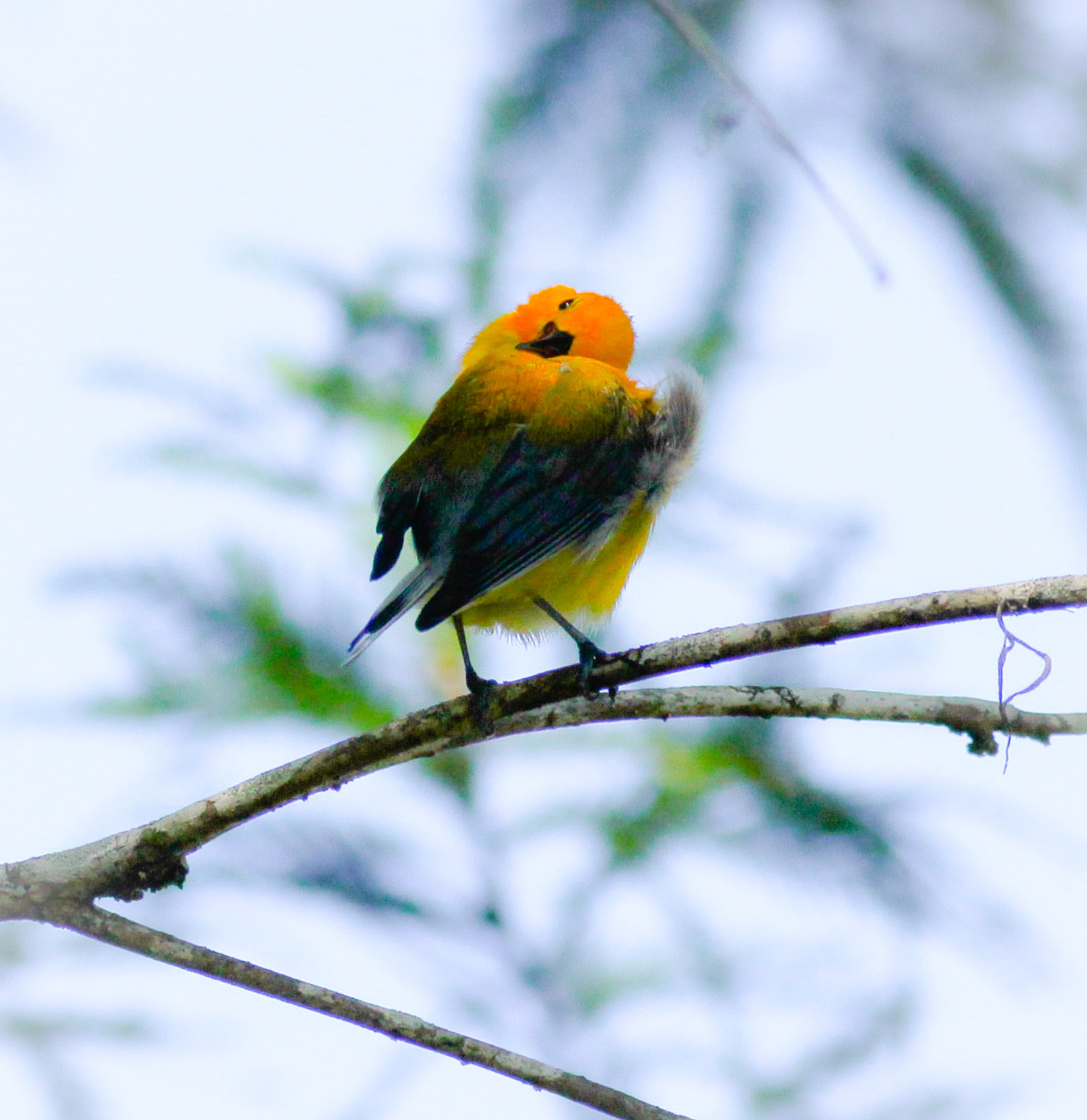 Canon EOS 600D (Rebel EOS T3i / EOS Kiss X5) sample photo. Prothonotary warbler  photography