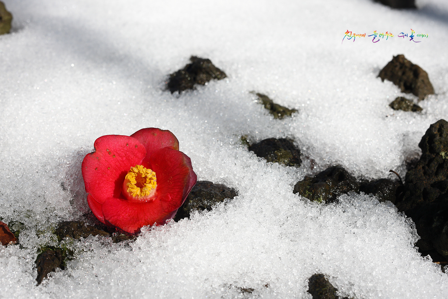 Canon EOS-1Ds Mark III sample photo. Just feel the nature - camellia japonica photography