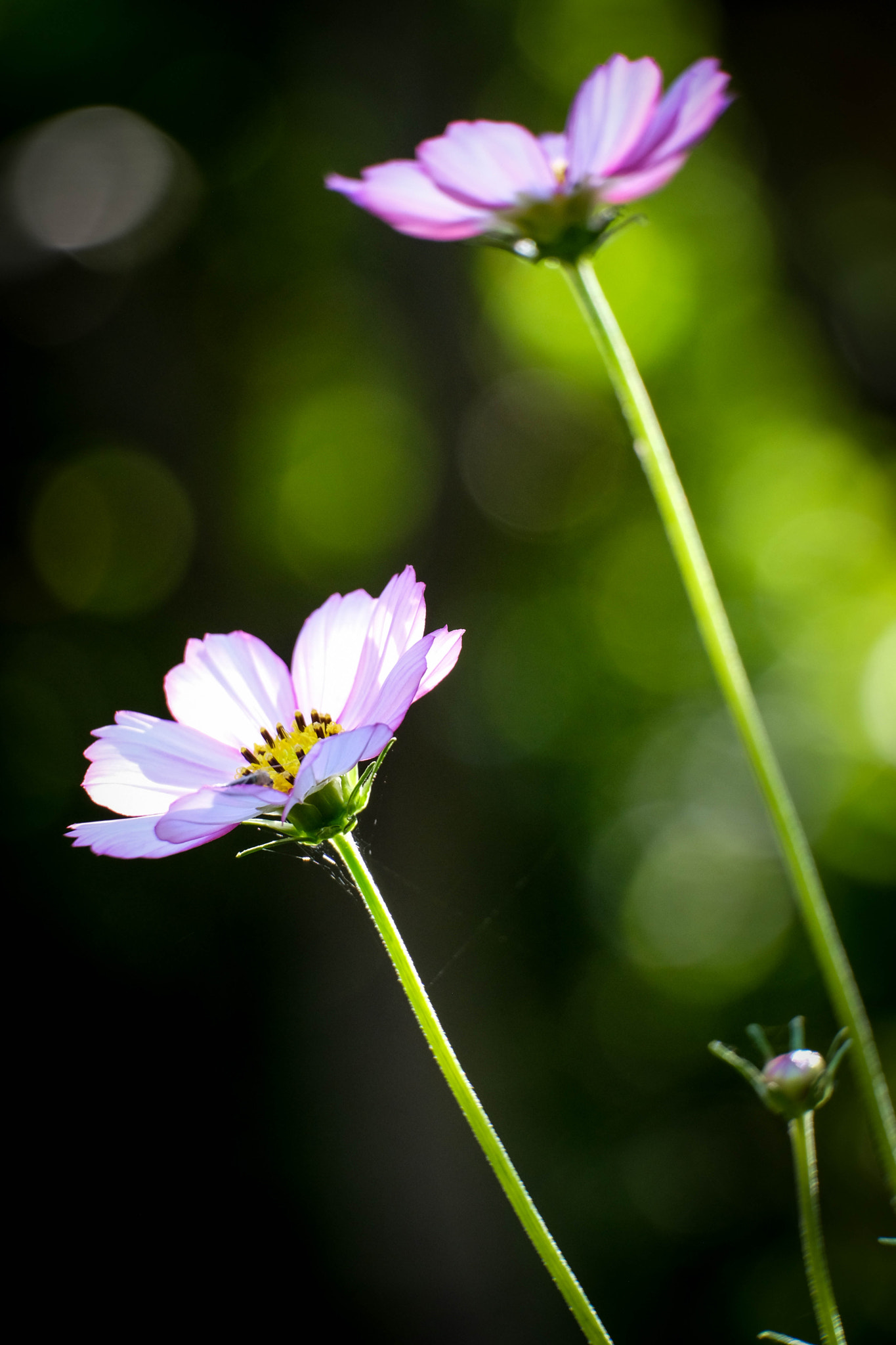 Fujifilm X-Pro2 + Fujifilm XC 50-230mm F4.5-6.7 OIS II sample photo. Cosmos bokeh photography