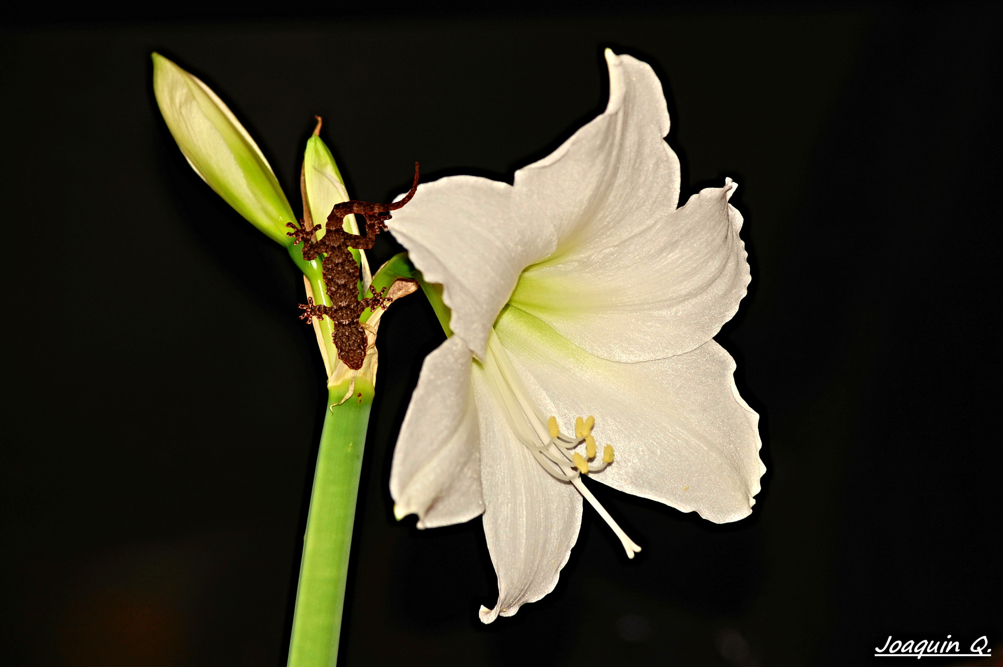 Nikon D40 sample photo. Hippeastrum photography