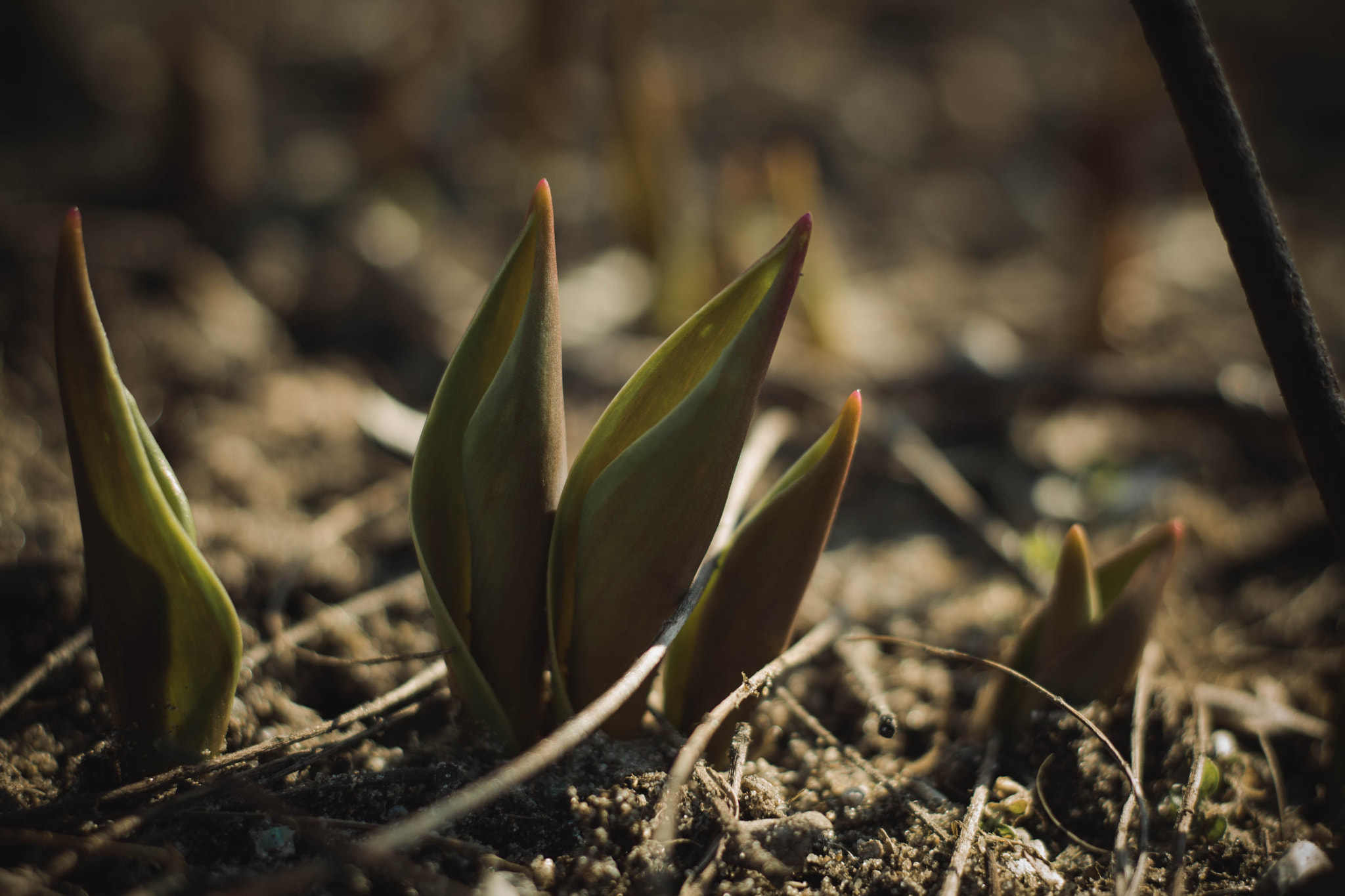 Canon EOS 1100D (EOS Rebel T3 / EOS Kiss X50) sample photo. Tulips in february photography
