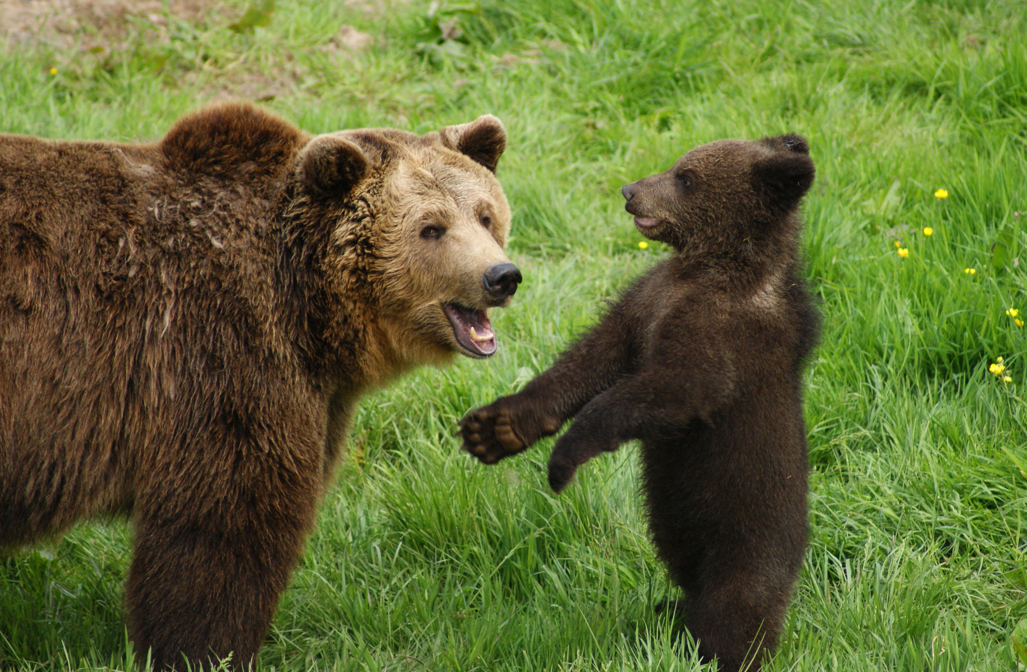 Sony Alpha DSLR-A390 + Sony 75-300mm F4.5-5.6 sample photo. Bear and cub photography