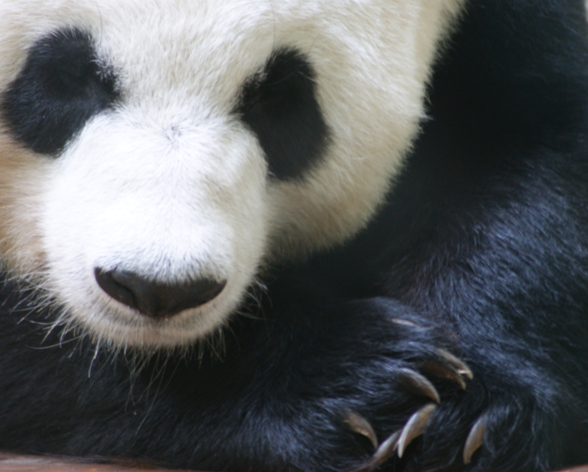 Sony Alpha DSLR-A390 sample photo. Giant panda photography