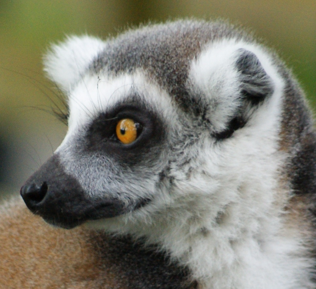 Sony 75-300mm F4.5-5.6 sample photo. Lemur photography