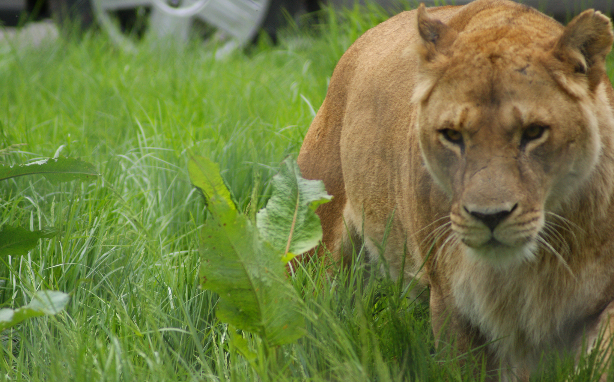 Sony Alpha DSLR-A390 + Sony 75-300mm F4.5-5.6 sample photo. Lioness photography