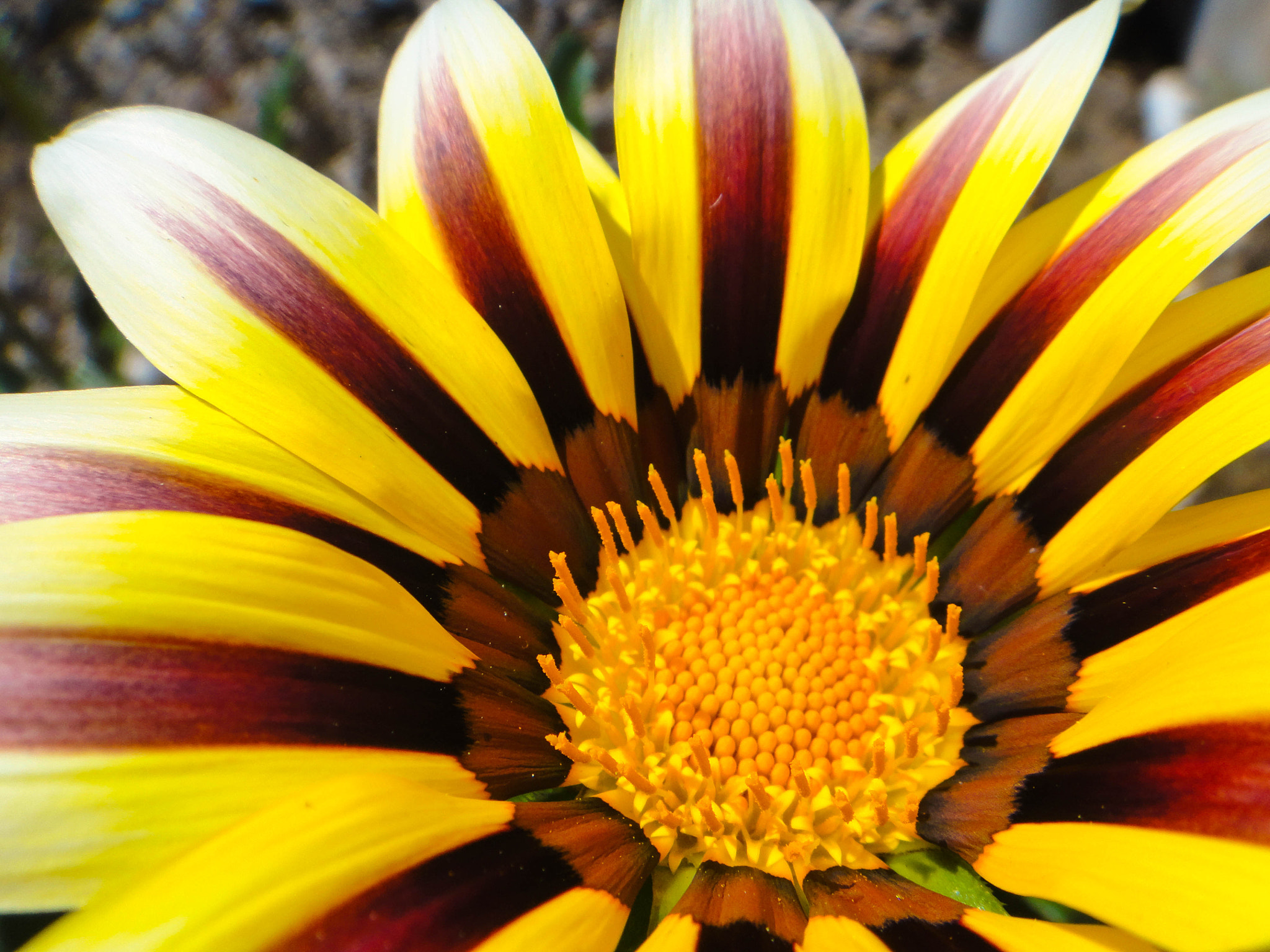 Sony DSC-T99 sample photo. Yellow and brown photography