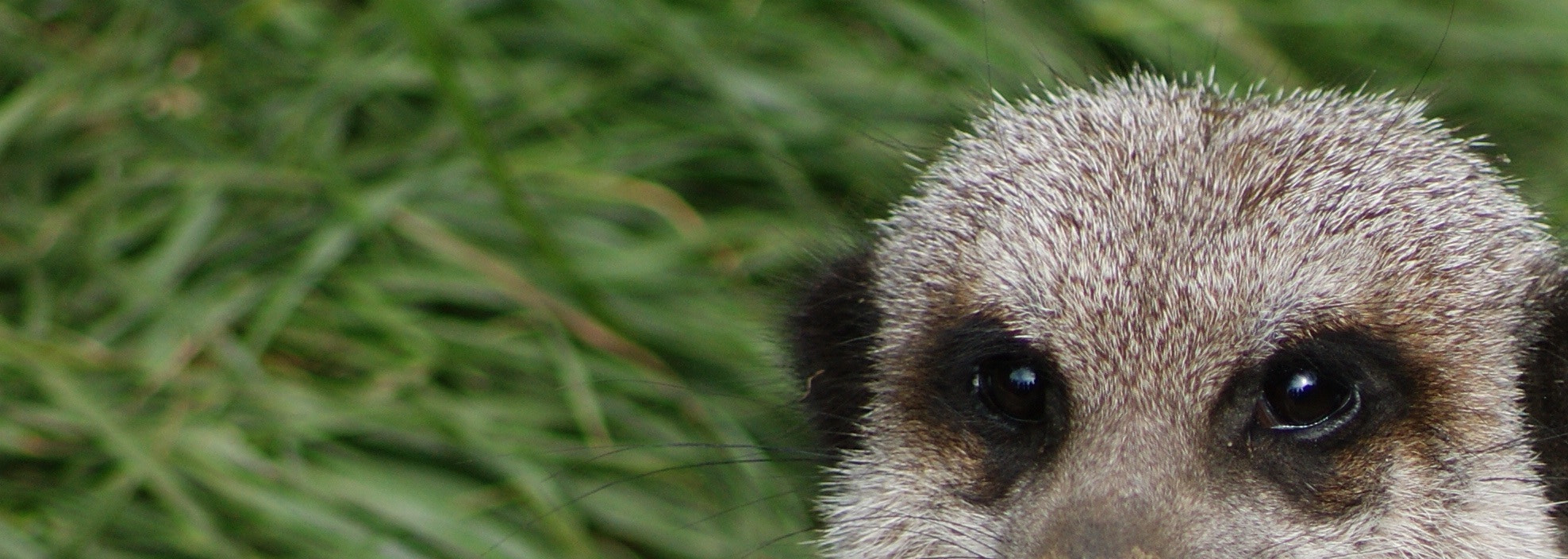 Sony 75-300mm F4.5-5.6 sample photo. Meerkat photography