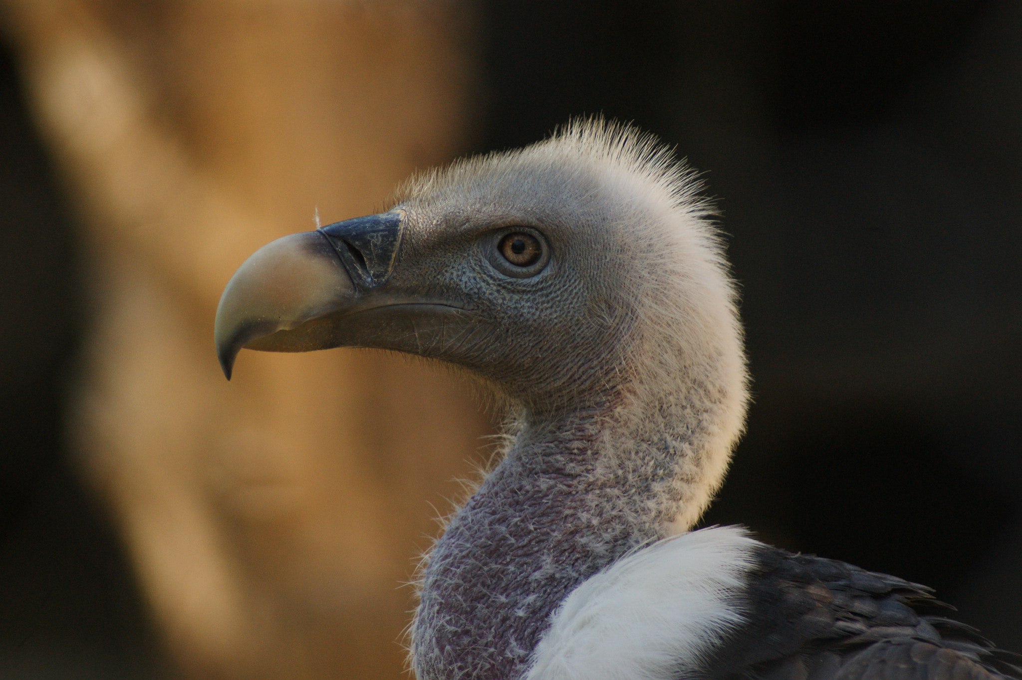 Sony Alpha DSLR-A390 sample photo. Vulture photography