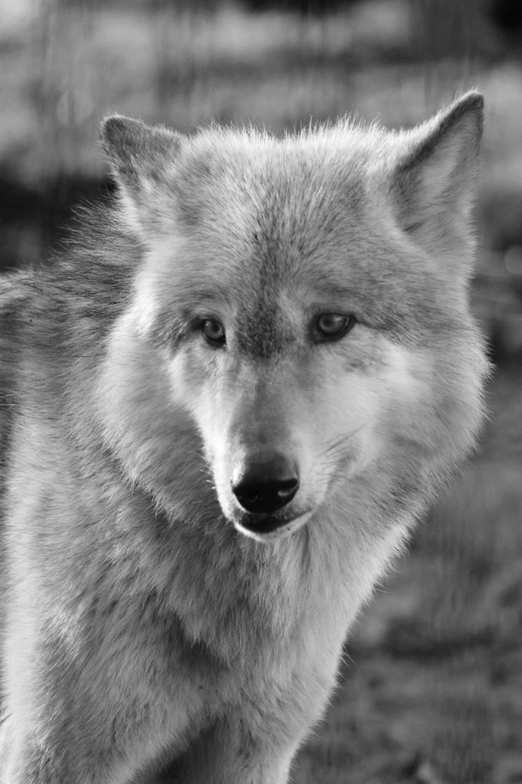 Sony Alpha DSLR-A390 + Sony 75-300mm F4.5-5.6 sample photo. Wolf photography