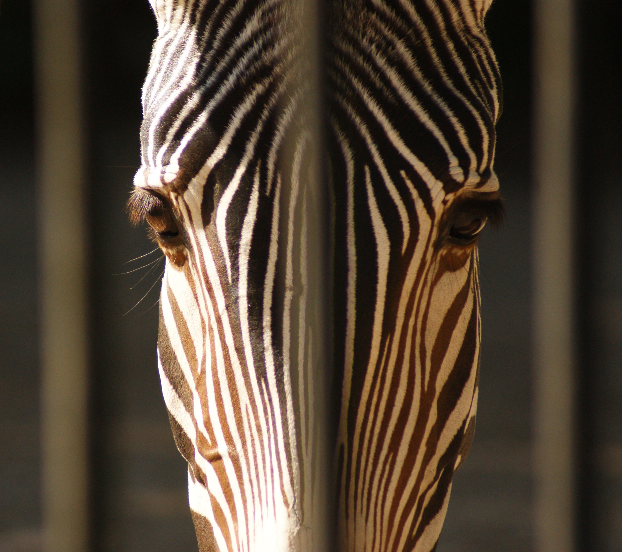 Sony Alpha DSLR-A390 + Sony 75-300mm F4.5-5.6 sample photo. Zebra photography