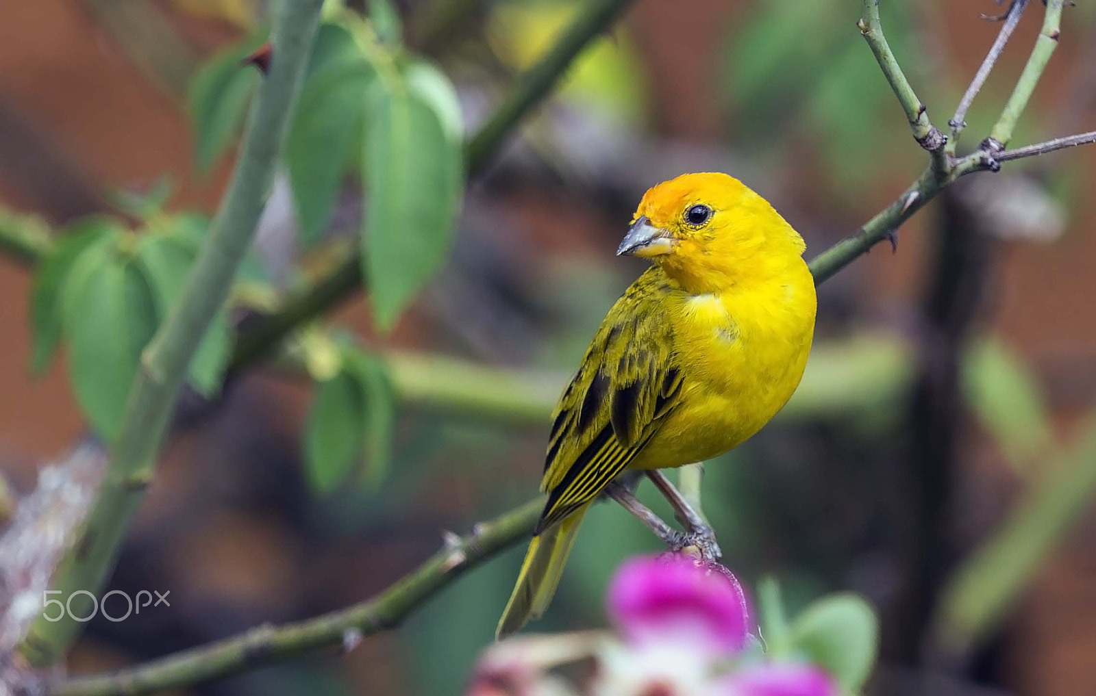 Canon EOS 6D + Canon EF 70-200mm F2.8L IS II USM sample photo. Yellow bird photography