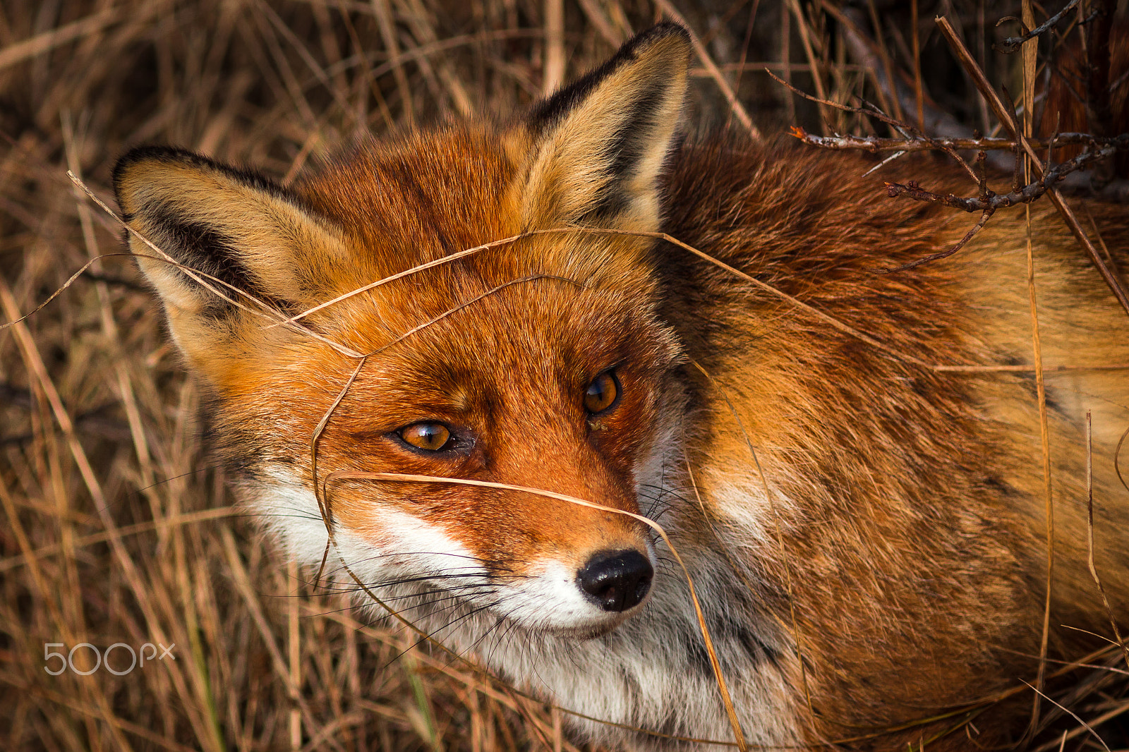 Canon EF 300mm F4L IS USM sample photo. Fox hiding in the grass photography