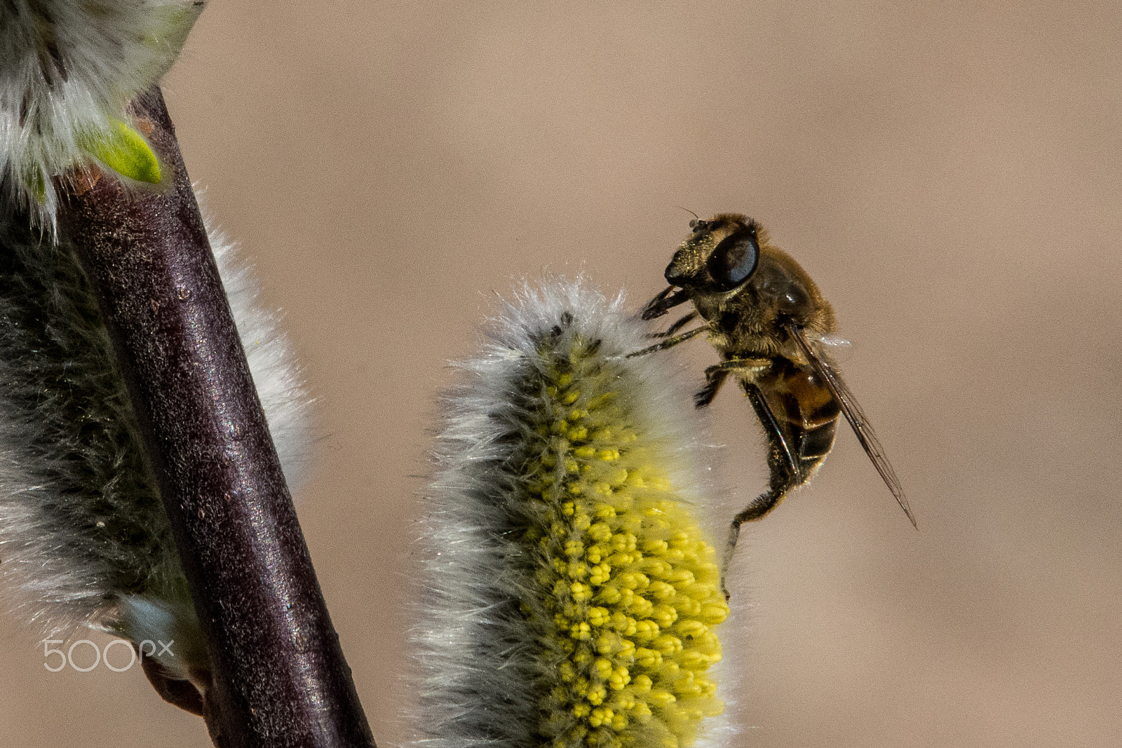 Nikon D7200 sample photo. Ape (macro) photography
