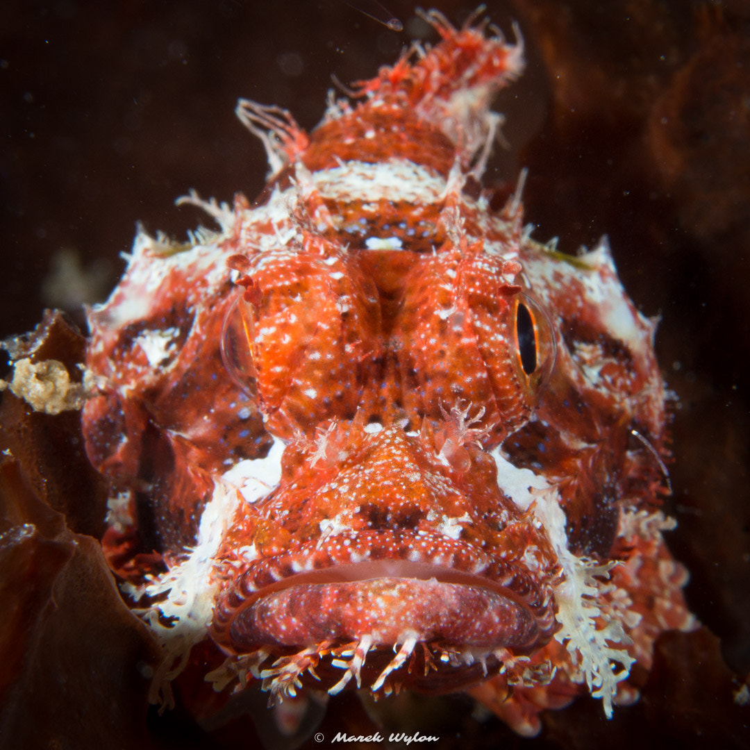 Nikon AF-S Micro-Nikkor 60mm F2.8G ED sample photo. Barchin scorpionfish | papua | 2016.05.03 photography