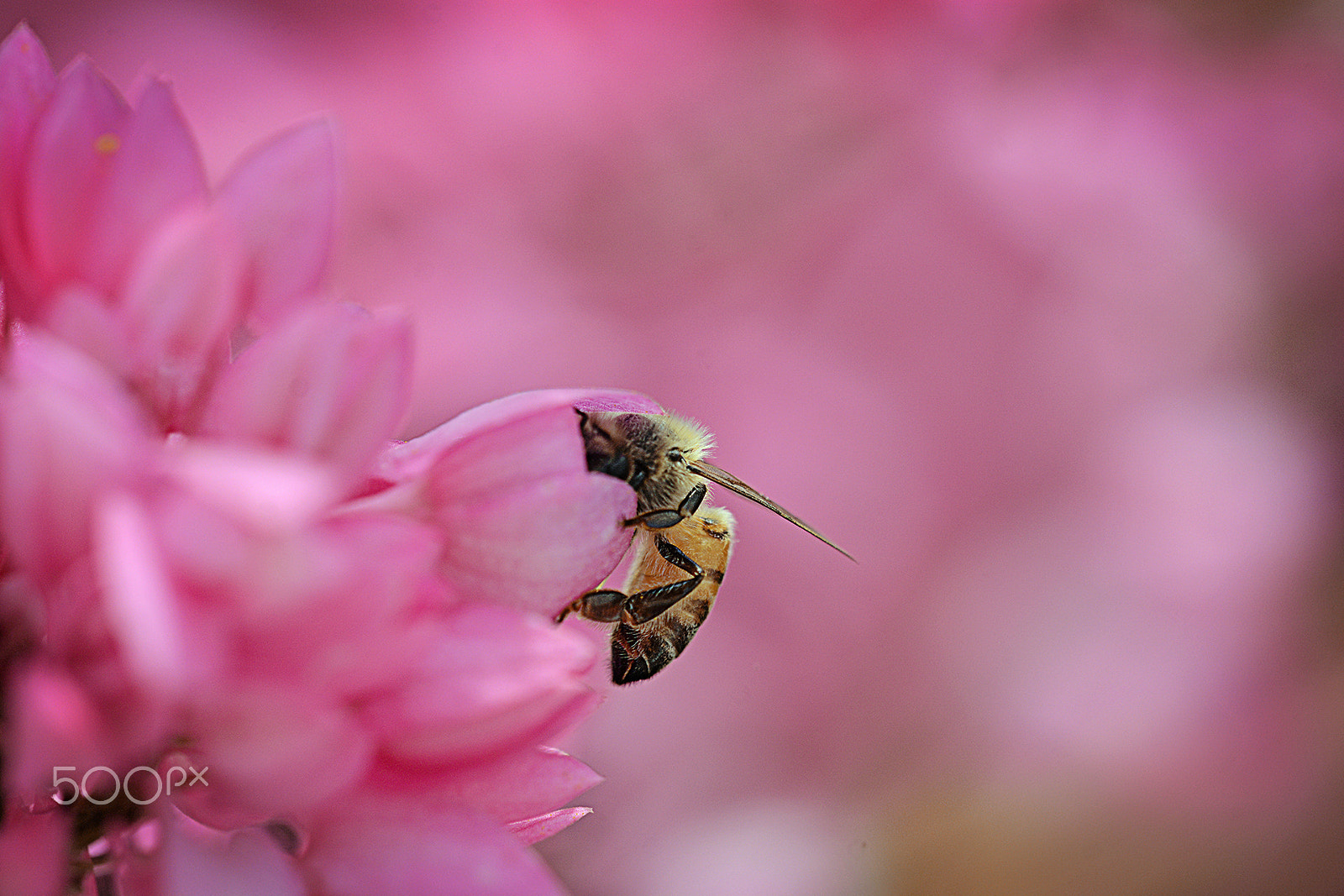 Sigma 150mm F2.8 EX DG Macro HSM sample photo. Procurando algo photography