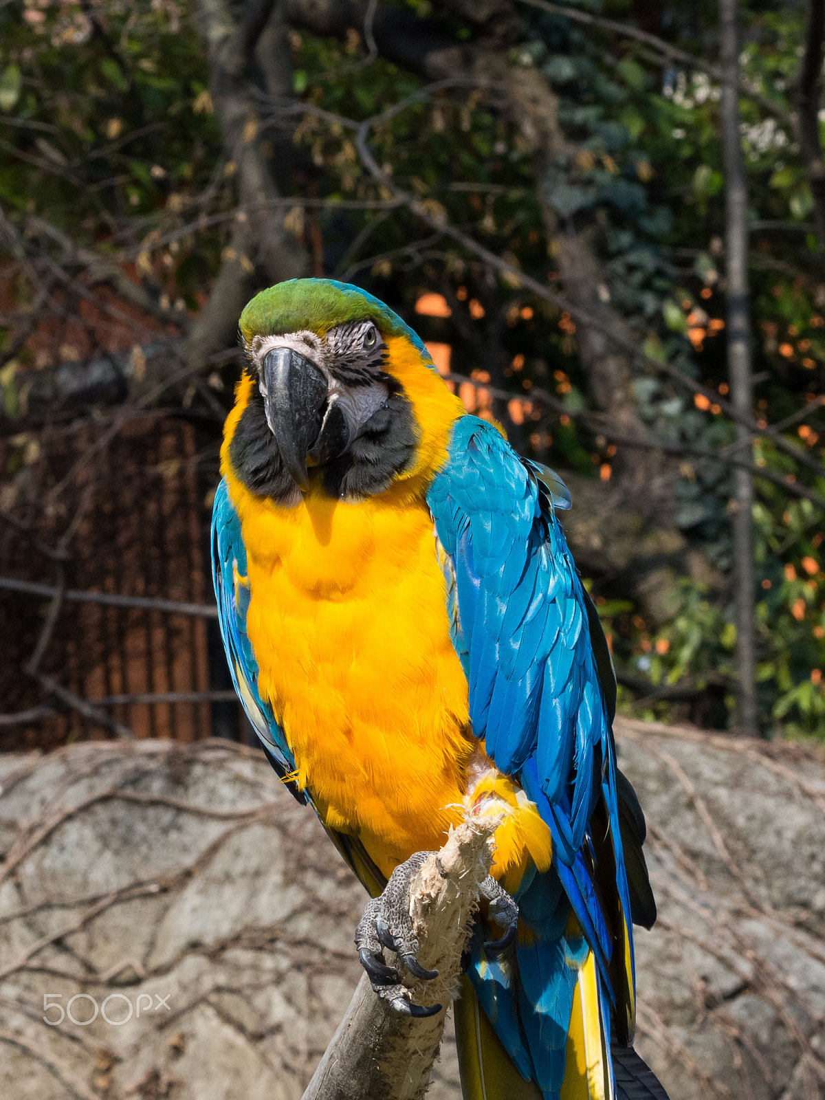 Nikon D7200 sample photo. Pappagallo photography