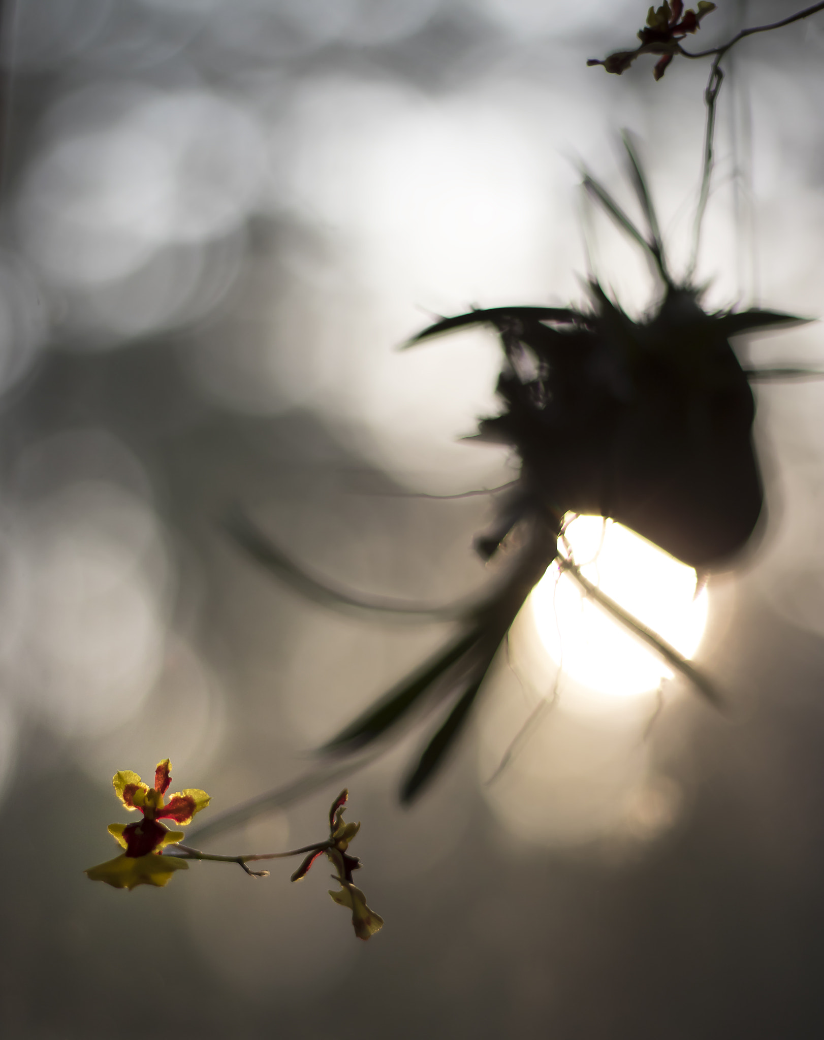 Canon EOS 80D + Canon EF 50mm F1.8 II sample photo. Miniature orchid hanging in the window photography