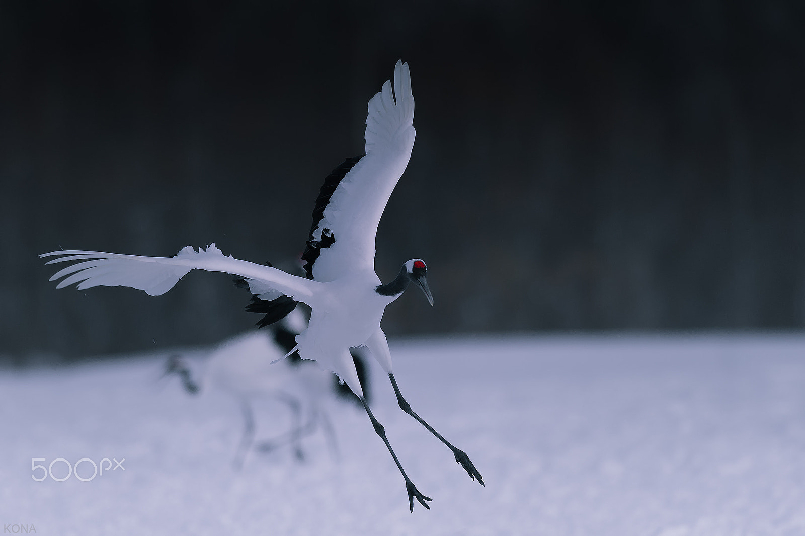 Nikon AF-S Nikkor 400mm F2.8G ED VR II sample photo. Tantyou photography