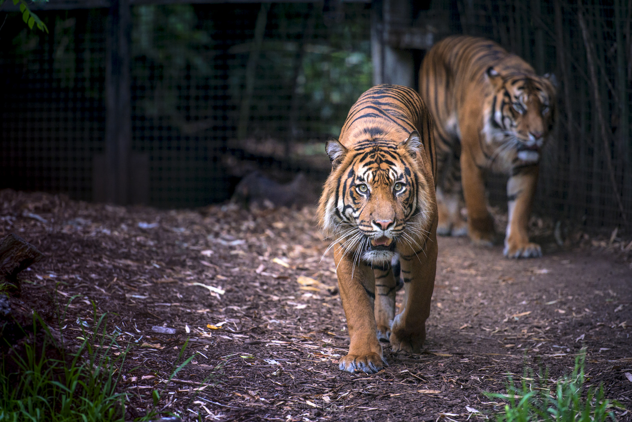 Nikon AF-S Nikkor 70-200mm F2.8G ED VR II sample photo. Tiger photography