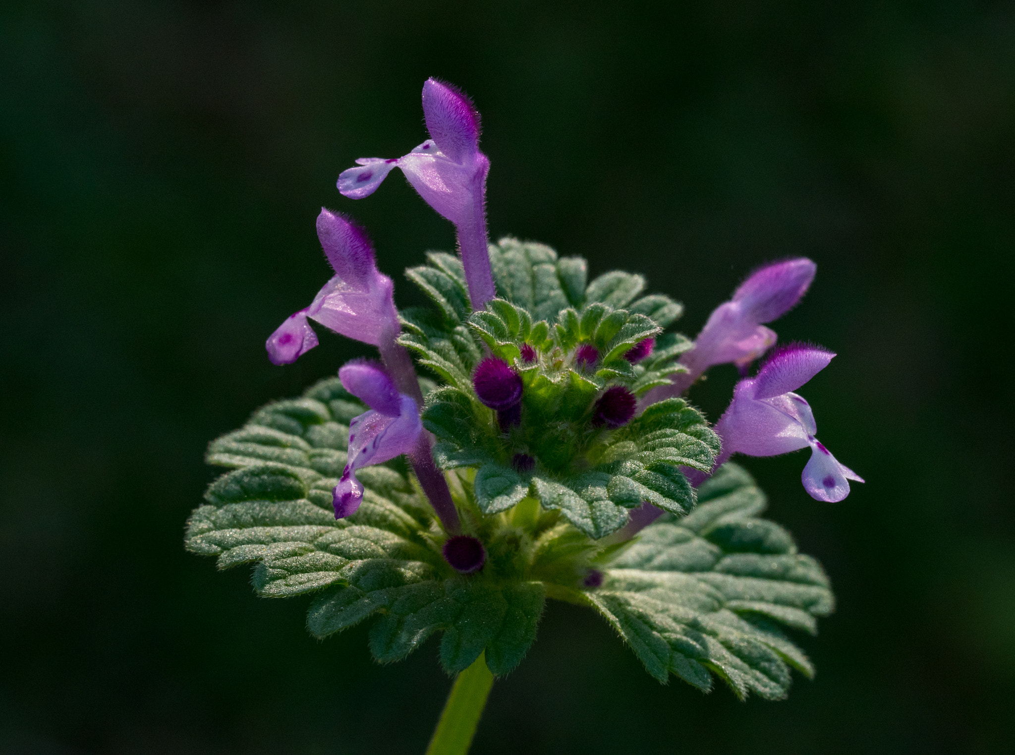 Olympus M.Zuiko Digital ED 60mm F2.8 Macro sample photo. Delicate weed in purple photography