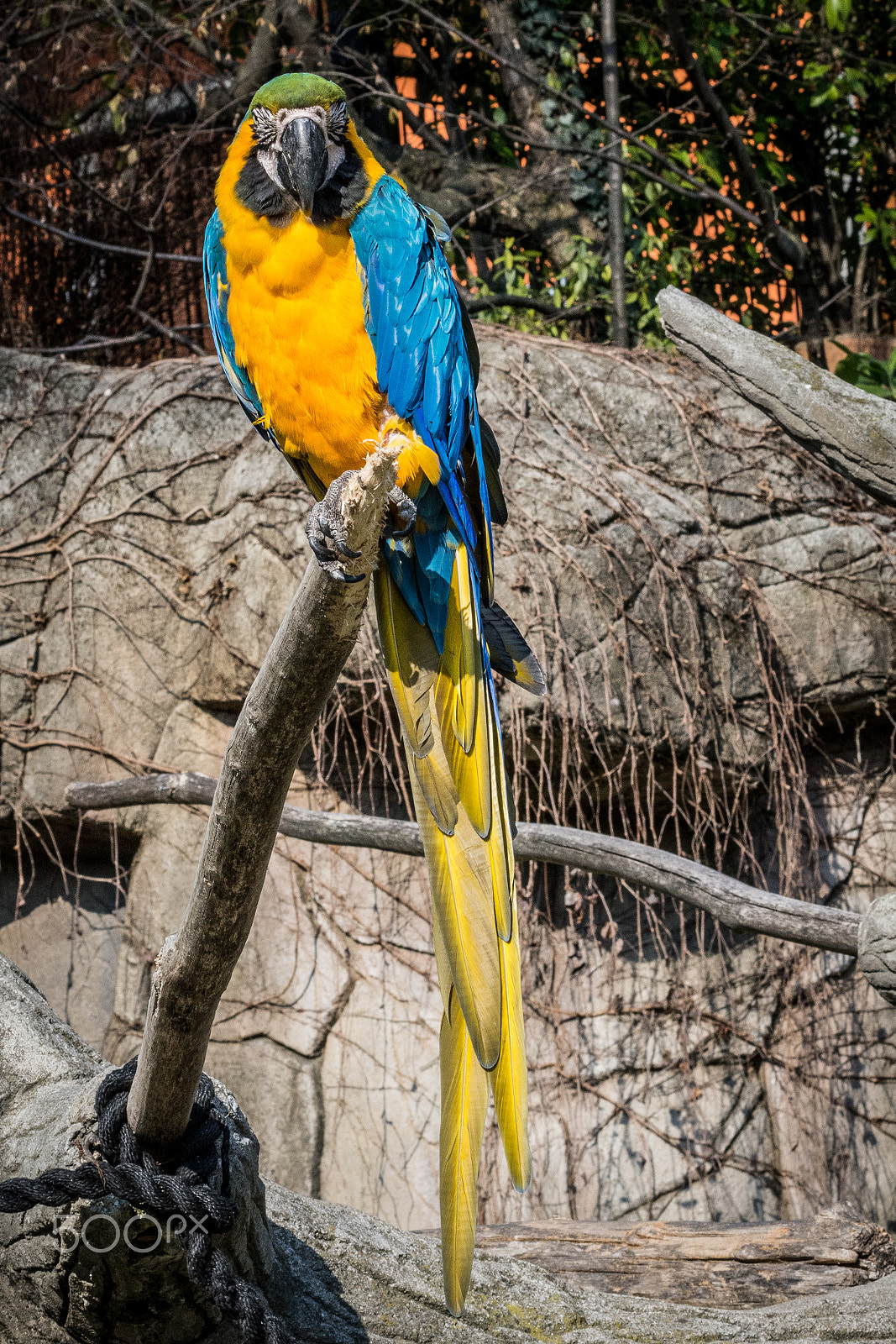 Nikon D7200 sample photo. Pappagallo photography