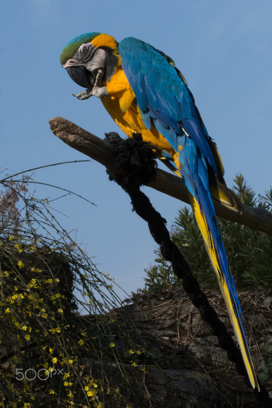 Nikon D7200 sample photo. Pappagallo photography