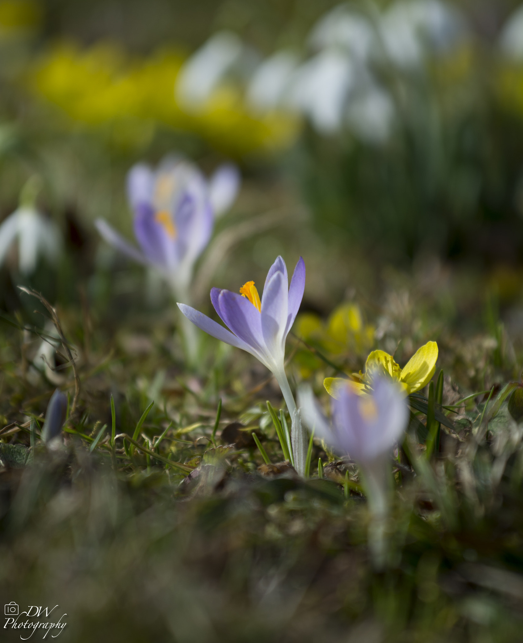 Nikon AF-S Nikkor 70-200mm F4G ED VR sample photo. Spring is coming photography