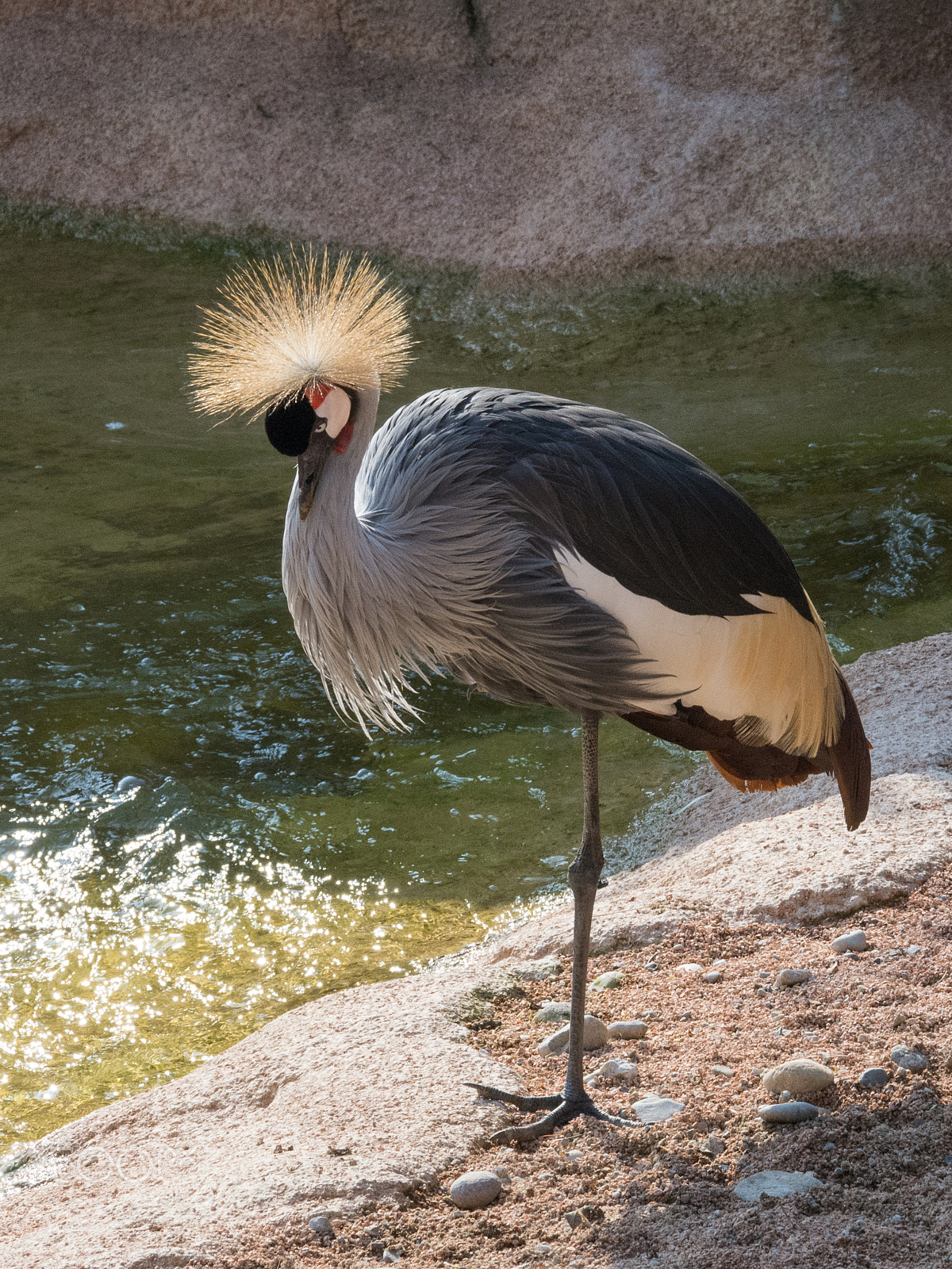 Nikon D7200 sample photo. Gru coronata photography