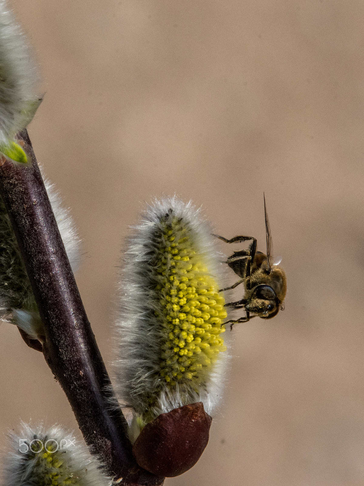 Nikon D7200 sample photo. Ape (macro) photography