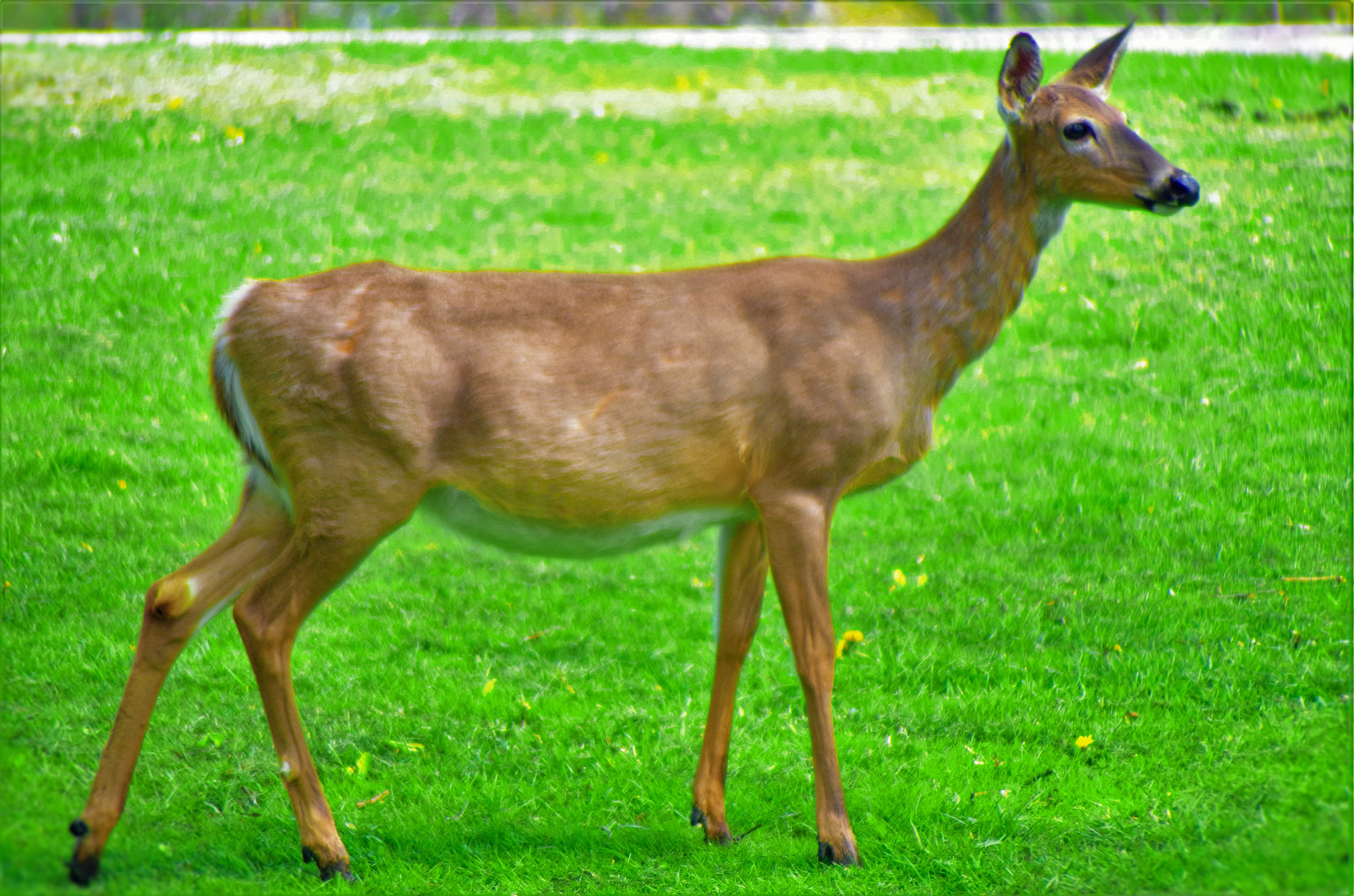 Pentax K-50 + A Series Lens sample photo. Autumn deer 3 photography